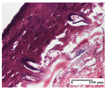 Pharmaceuticals 18 00065 i012 Pharmaceuticals 18 00065 i012