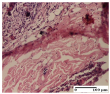 Pharmaceuticals 18 00065 i033 Pharmaceuticals 18 00065 i033