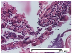 Pharmaceuticals 18 00065 i039 Pharmaceuticals 18 00065 i039