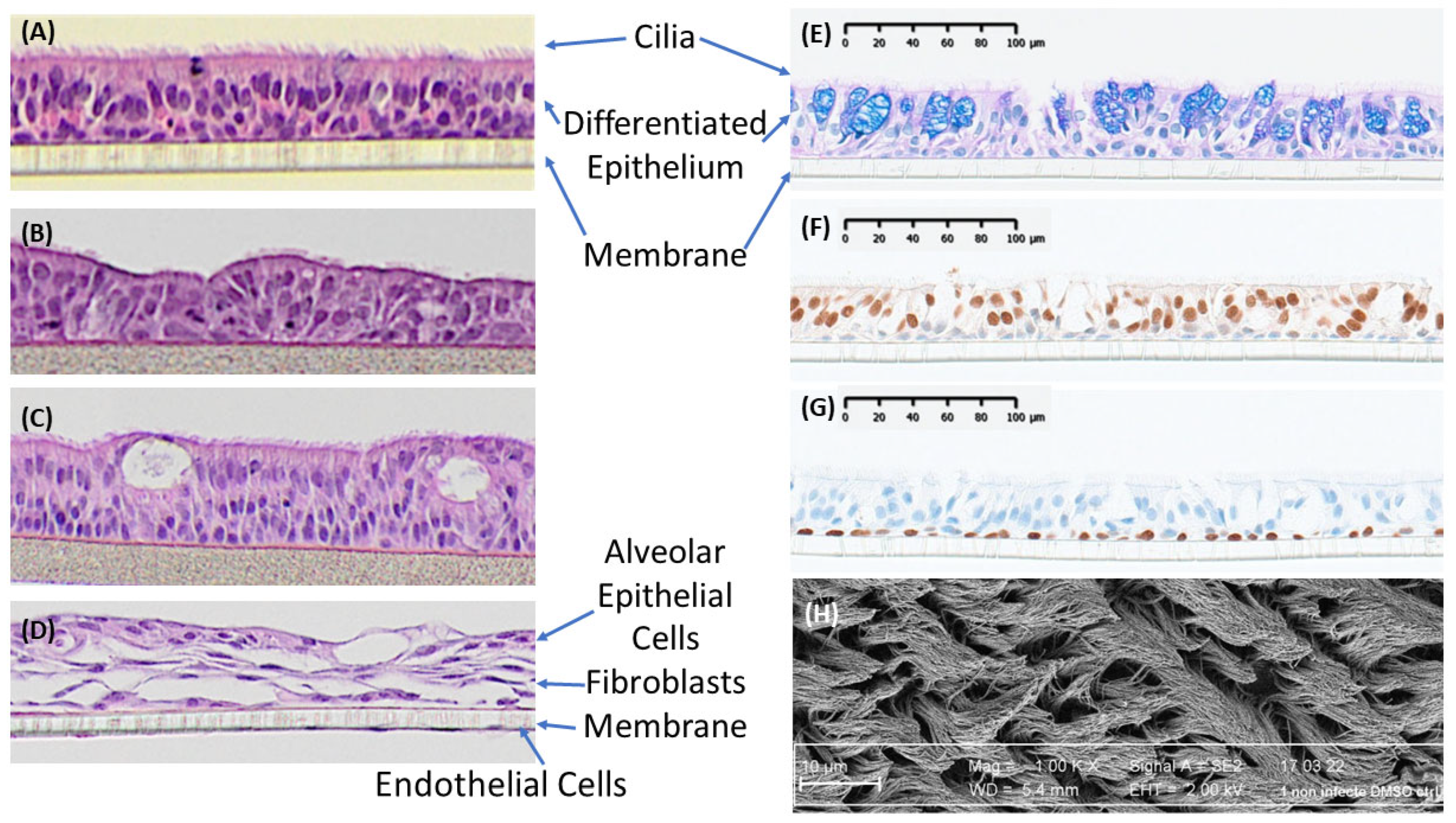 Pharmaceuticals 18 00113 g002