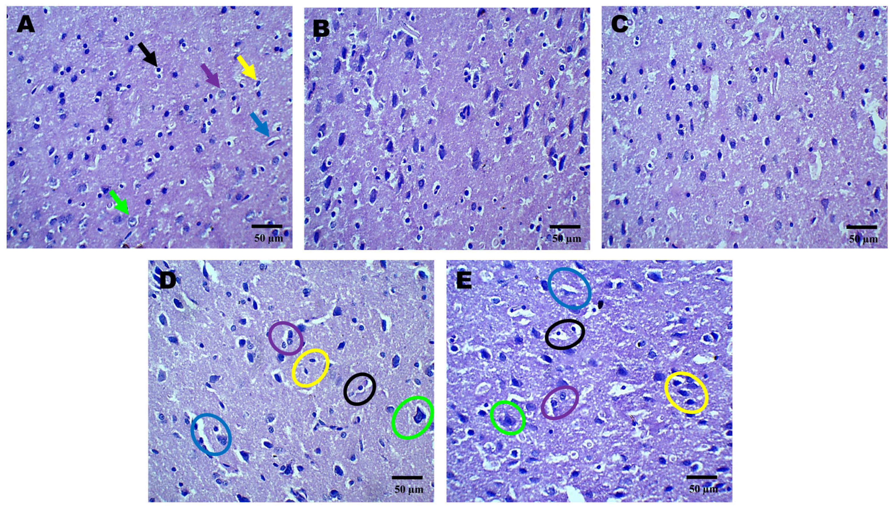 Pharmaceuticals 18 00115 g002