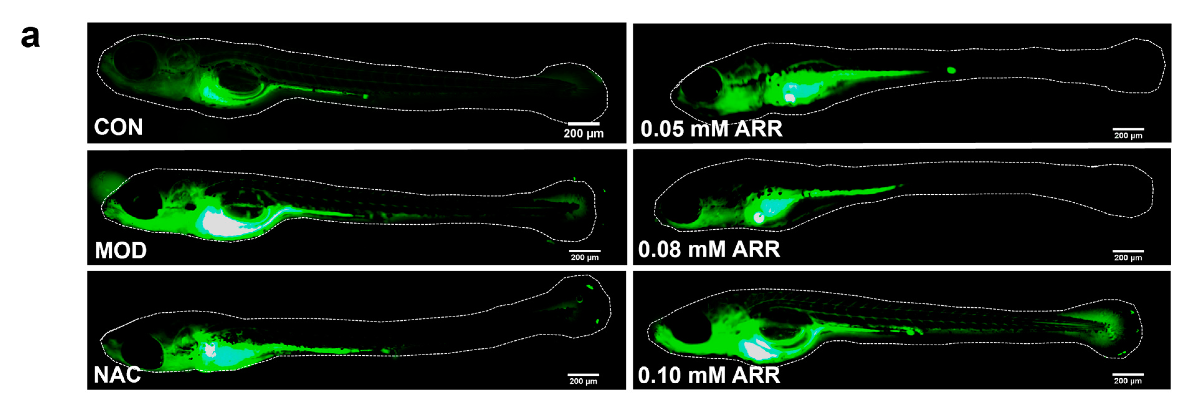 Pharmaceuticals 18 00116 g004a