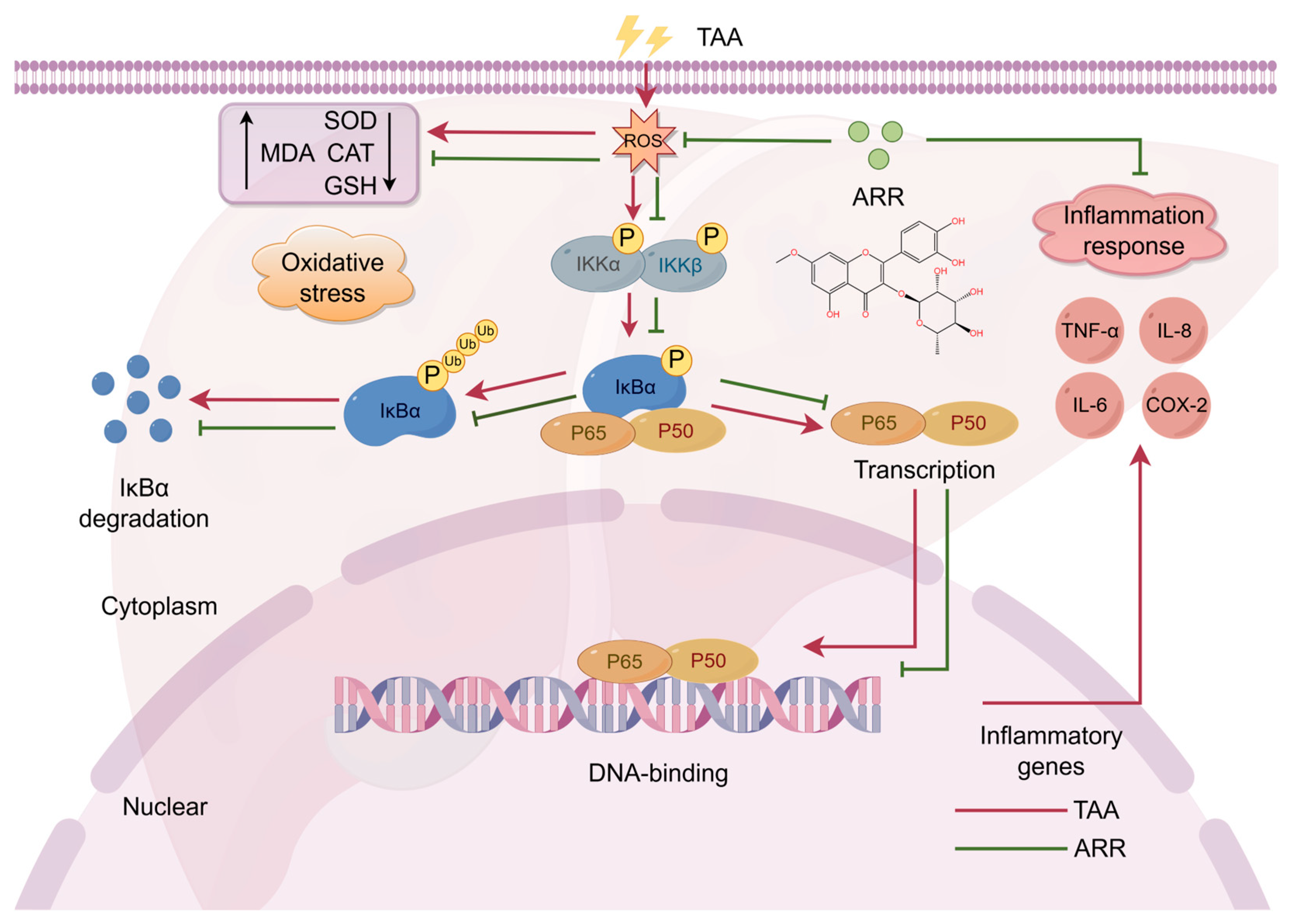 Pharmaceuticals 18 00116 g009