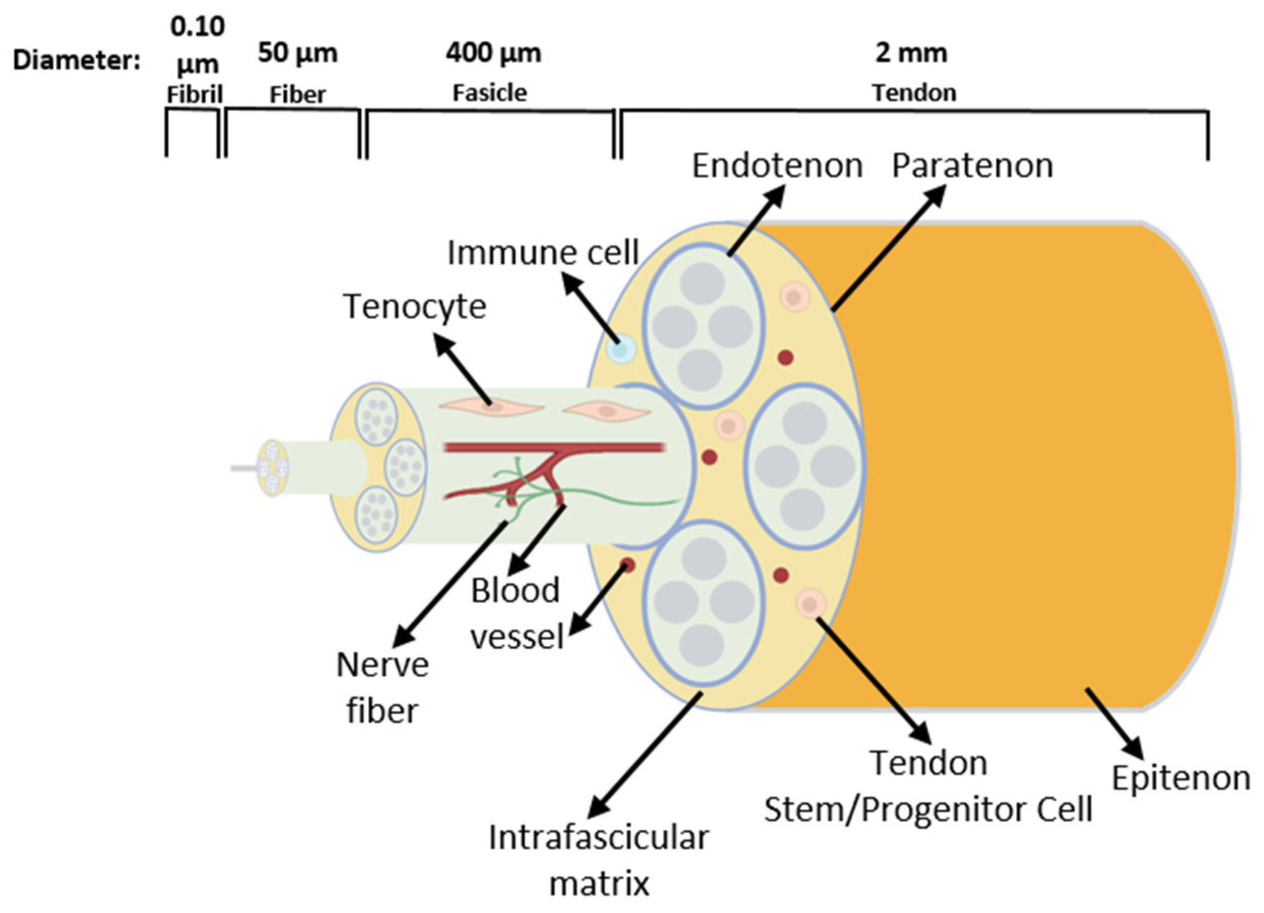 Pharmaceuticals 18 00184 g004 Pharmaceuticals 18 00184 g004