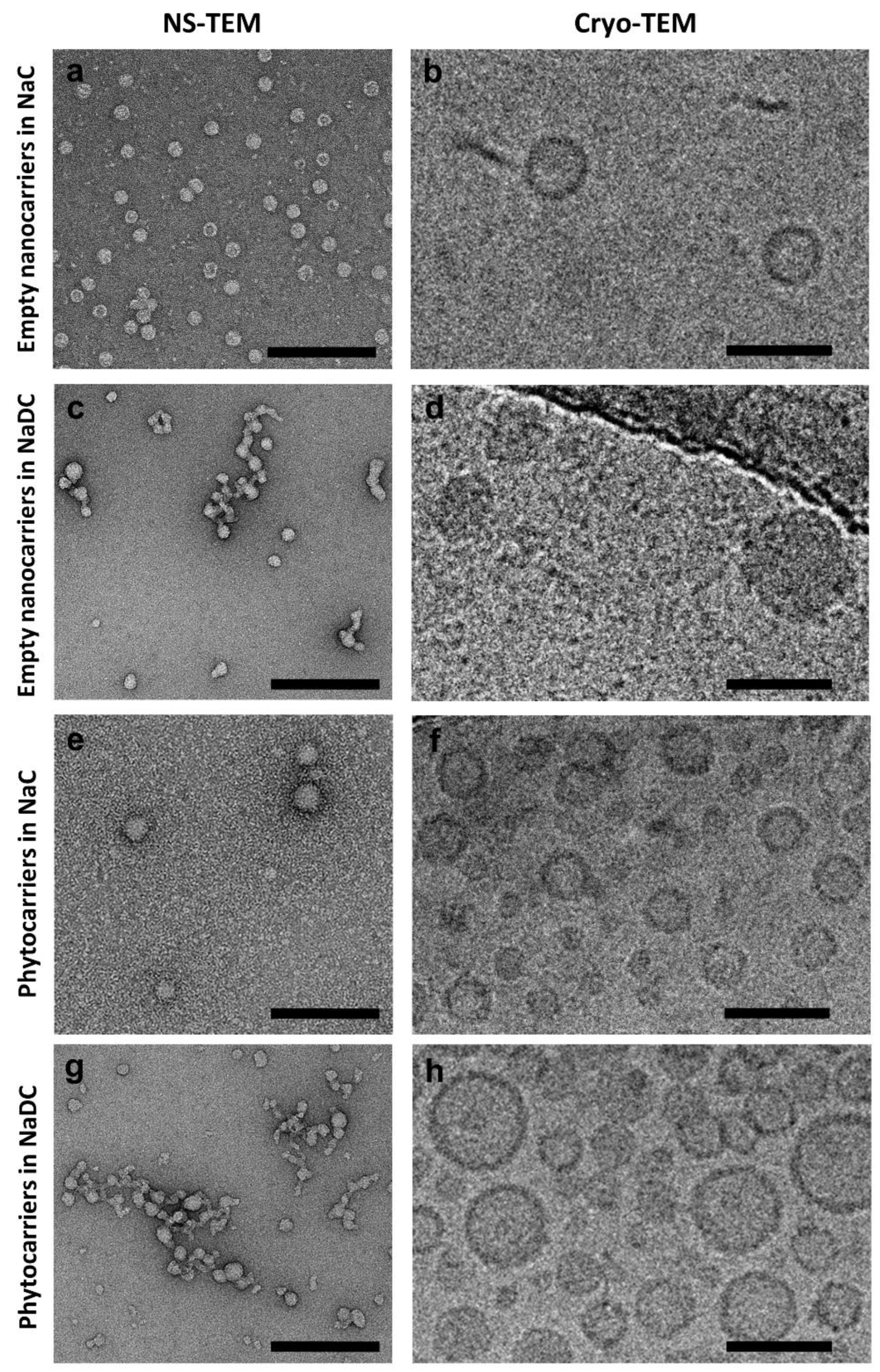 Pharmaceuticals 18 00212 g001
