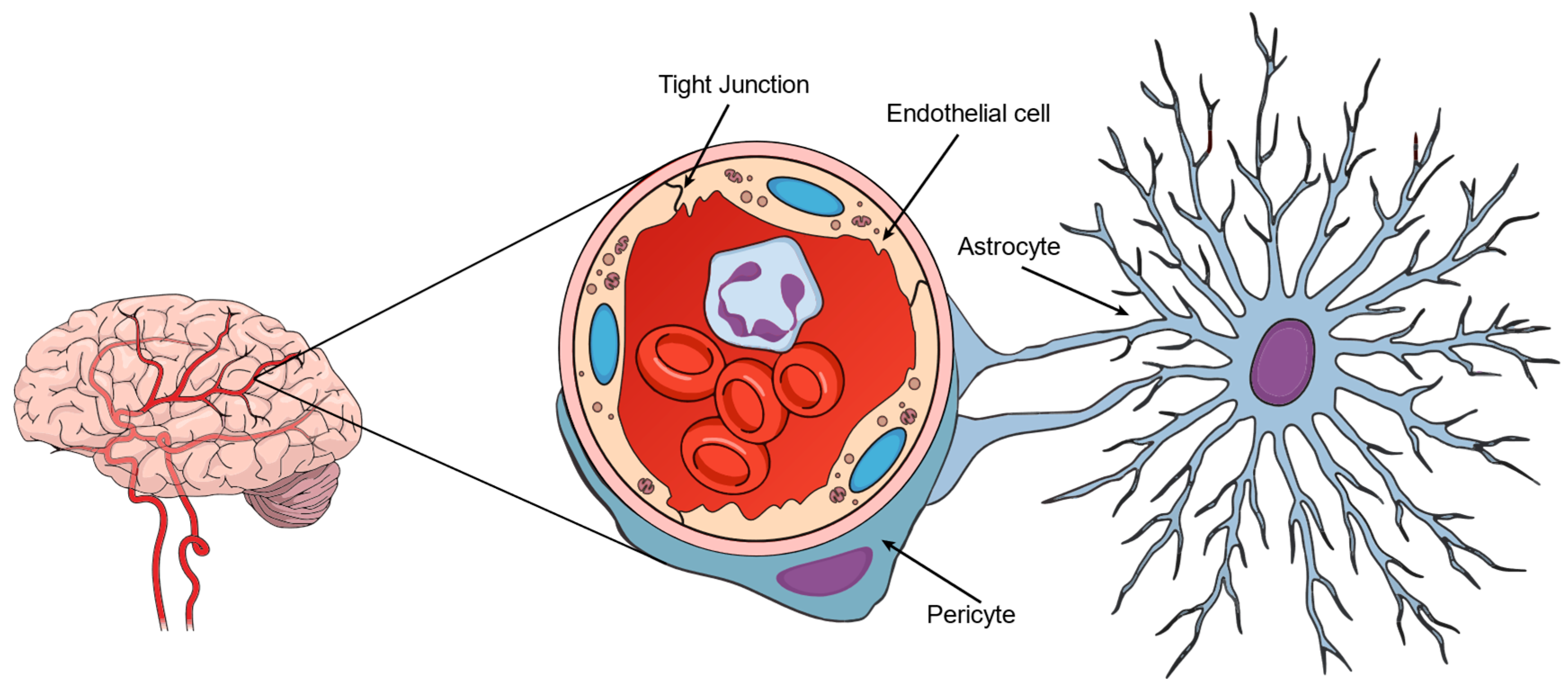 Pharmaceuticals 18 00217 g001