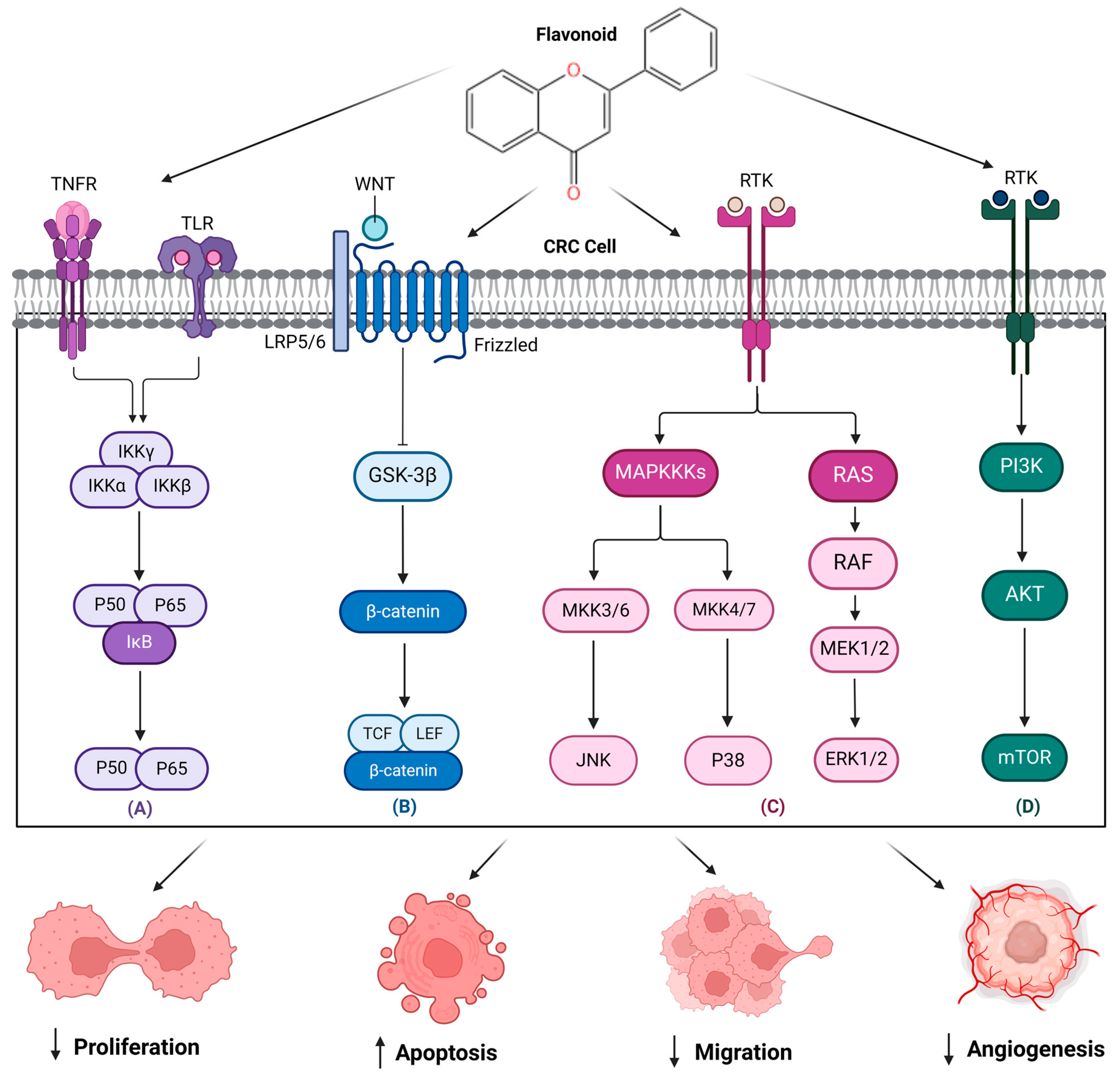 Pharmaceuticals 18 00231 g003