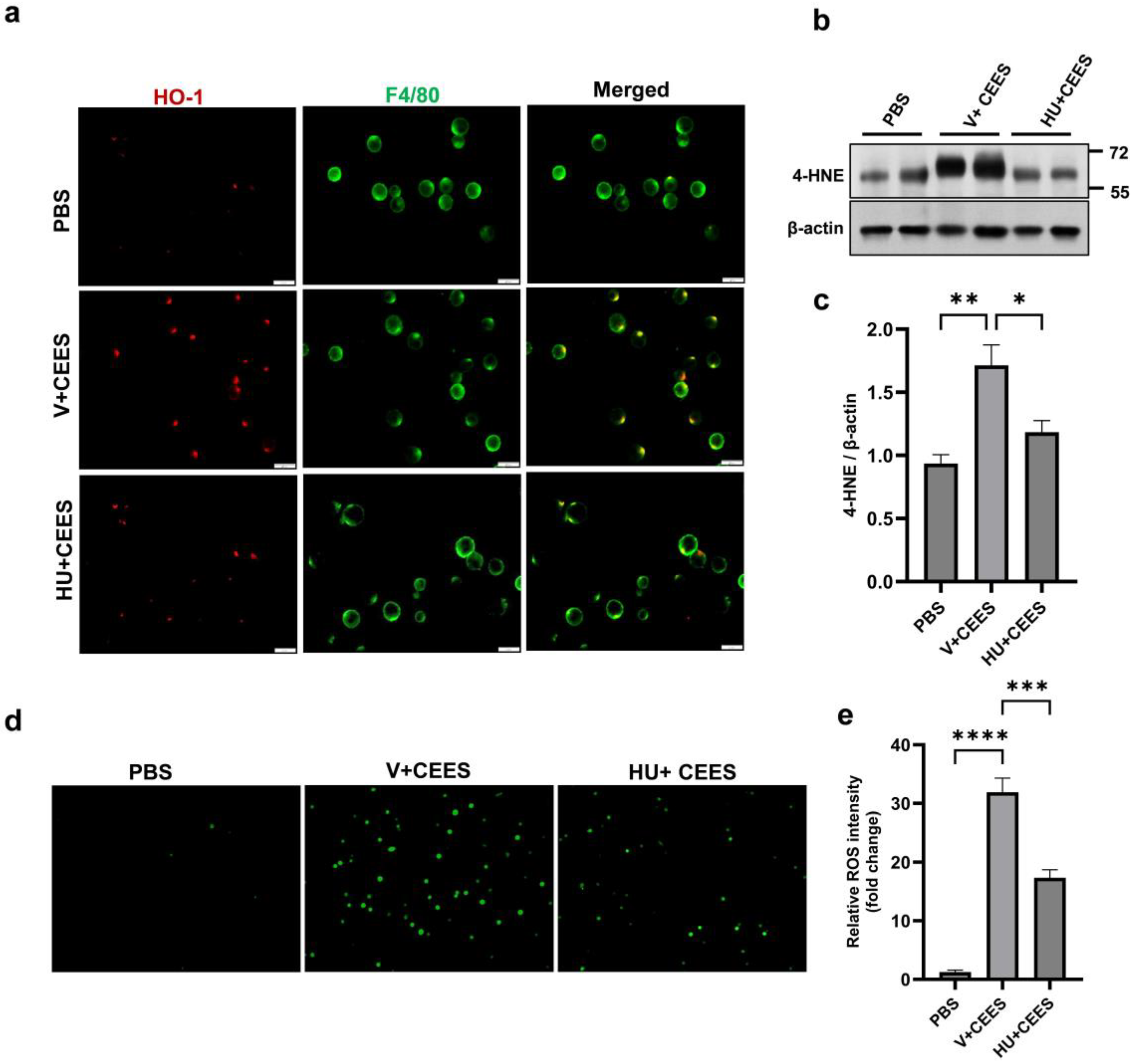 Pharmaceuticals 18 00236 g005