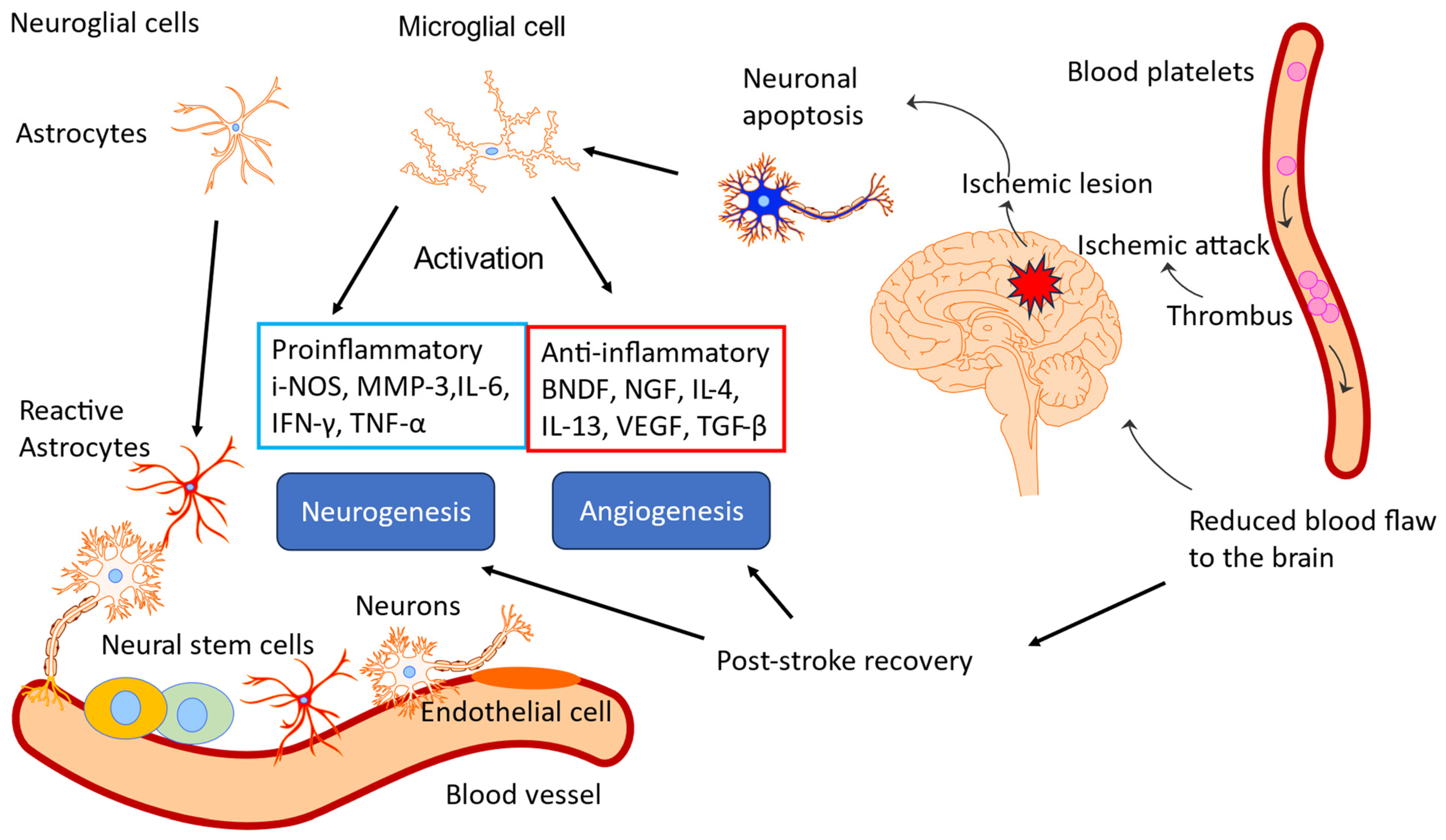 Pharmaceuticals 18 00261 g015