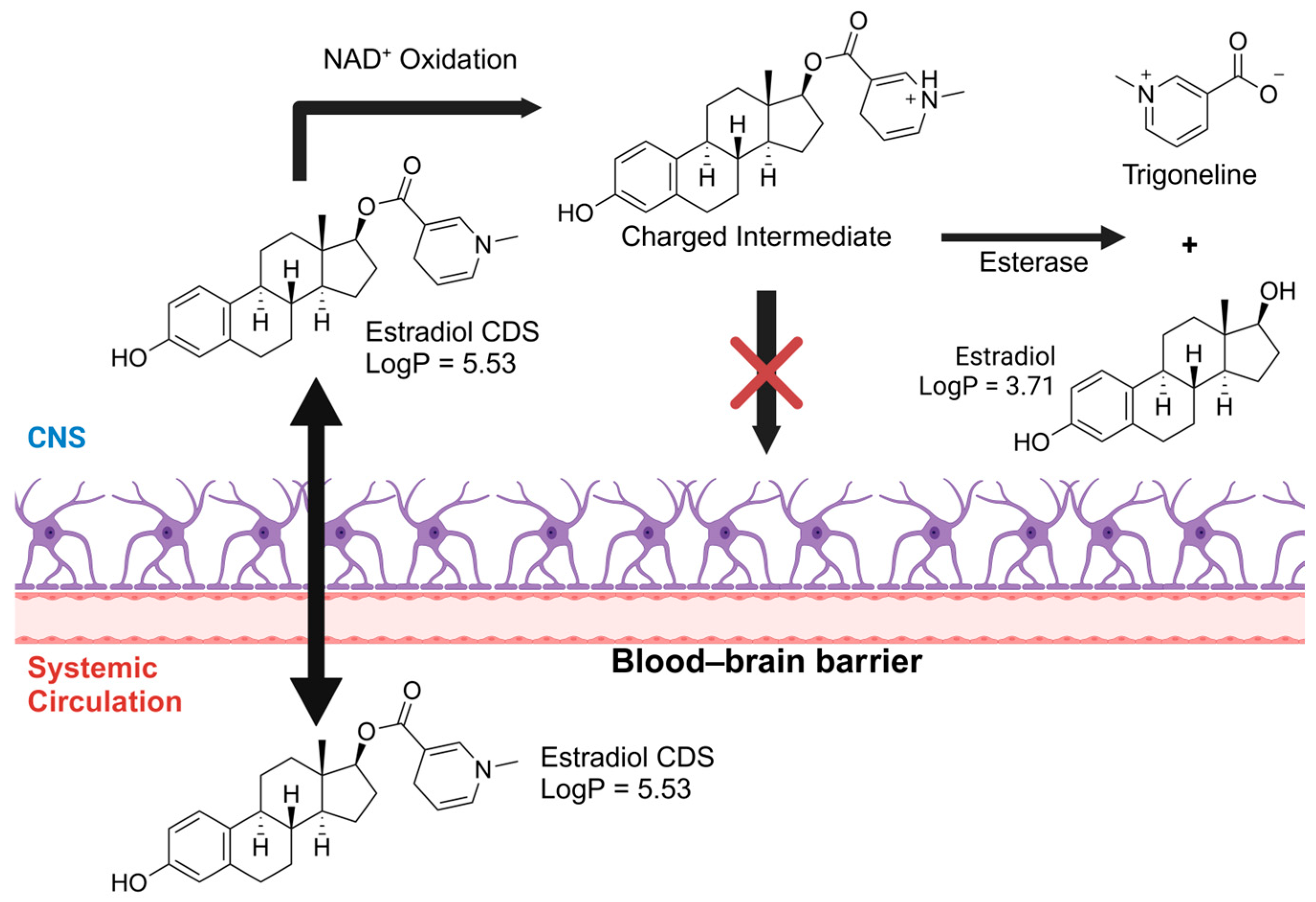 Pharmaceuticals 18 00297 g004