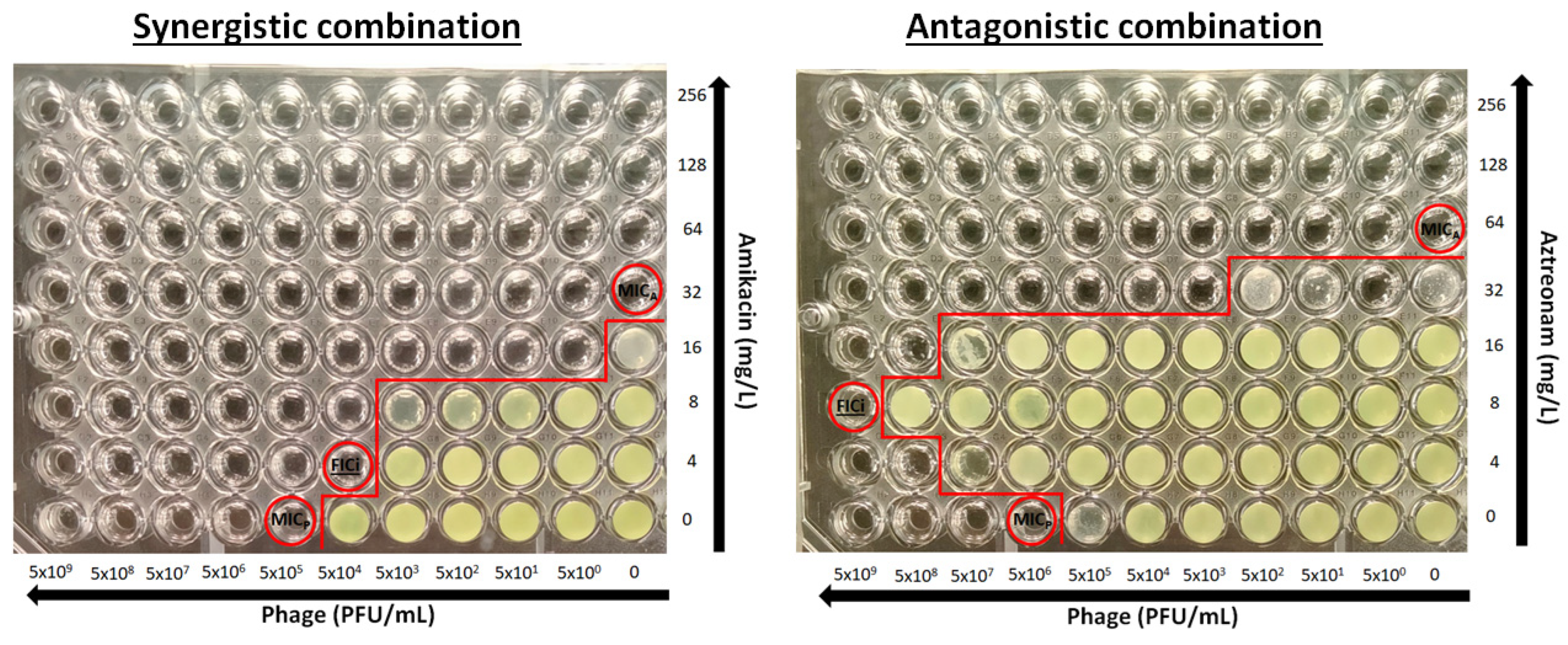 Pharmaceuticals 18 00343 g002 Pharmaceuticals 18 00343 g002