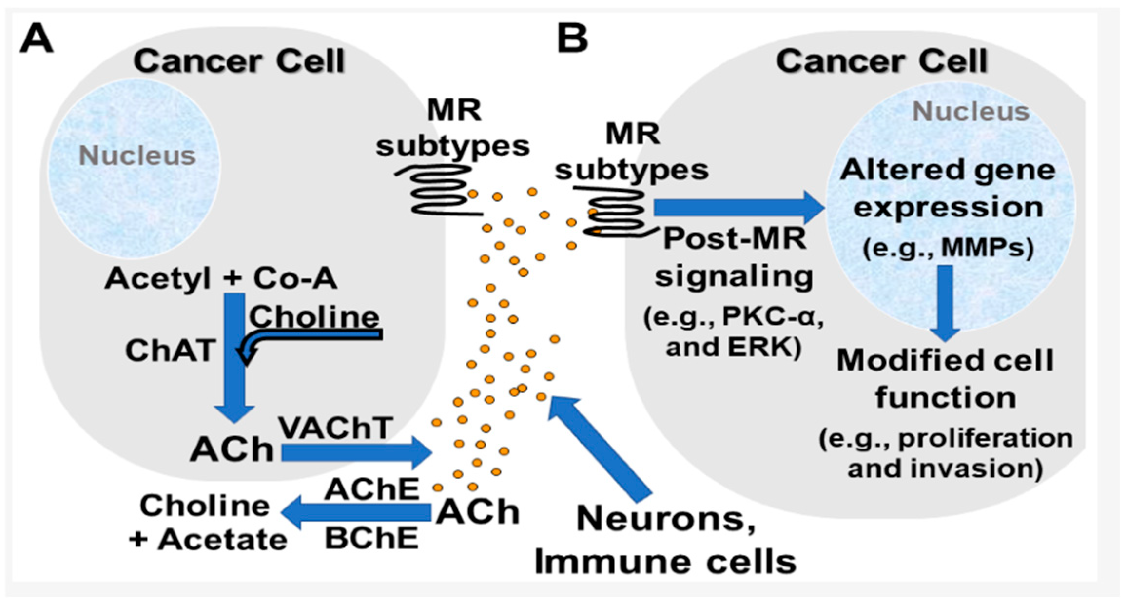 Pharmaceuticals 18 00369 g019