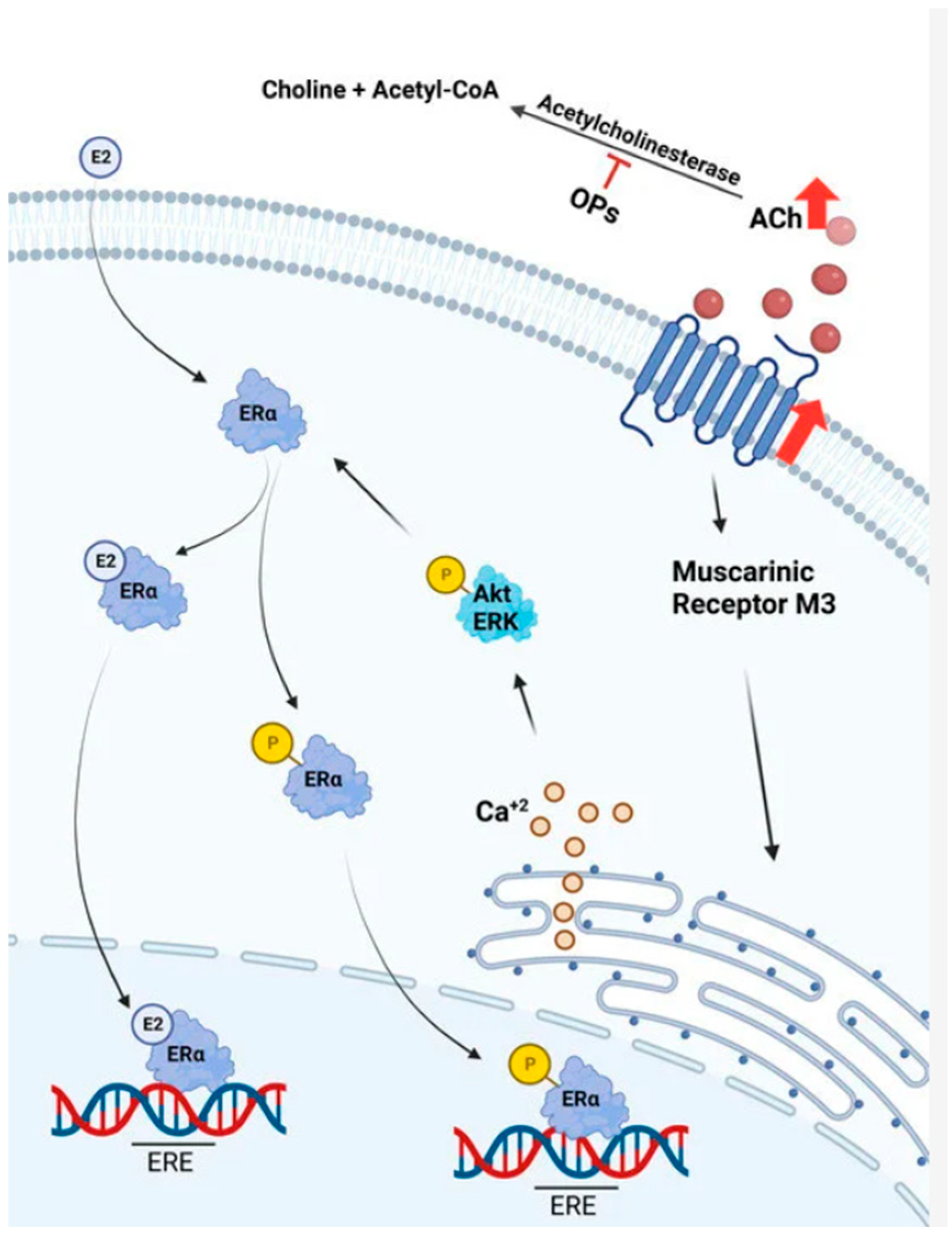 Pharmaceuticals 18 00369 g020