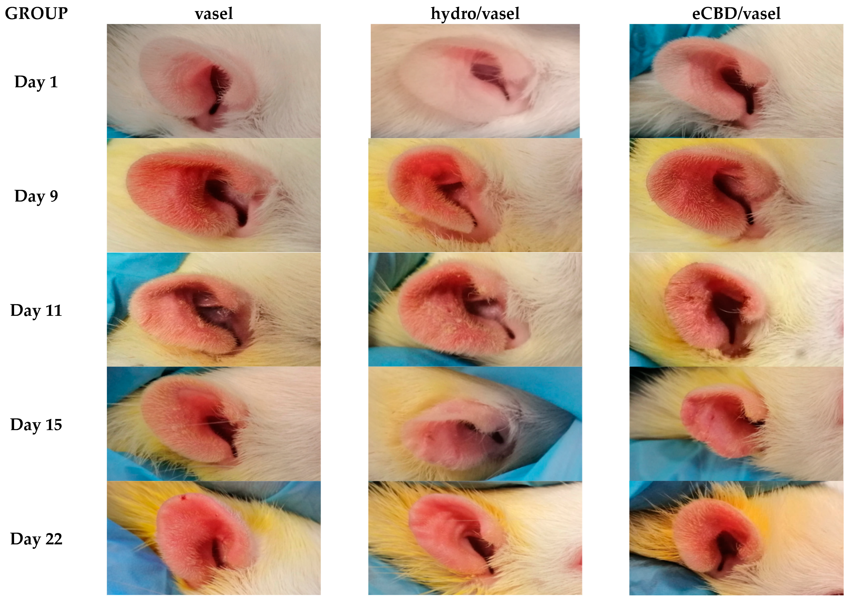 Pharmaceuticals 18 00370 g001