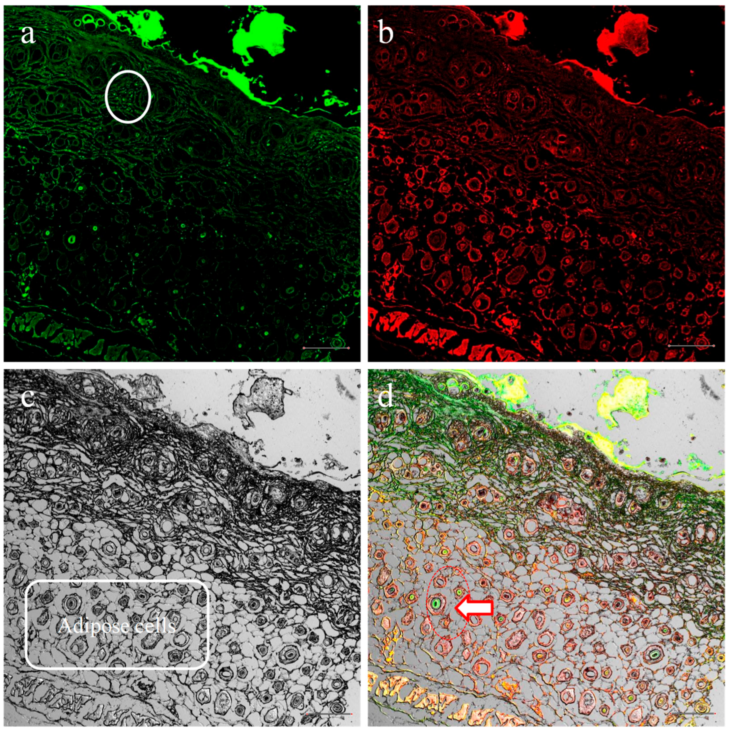 Pharmaceuticals 18 00391 g005
