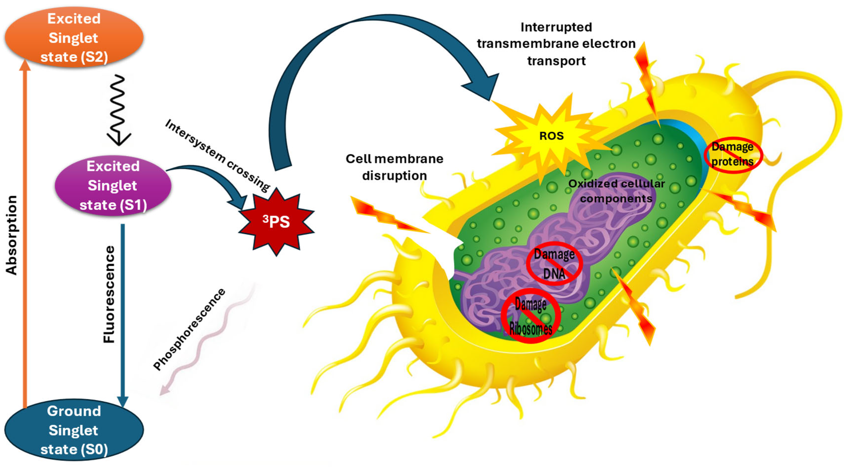Pharmaceuticals 18 00402 g006