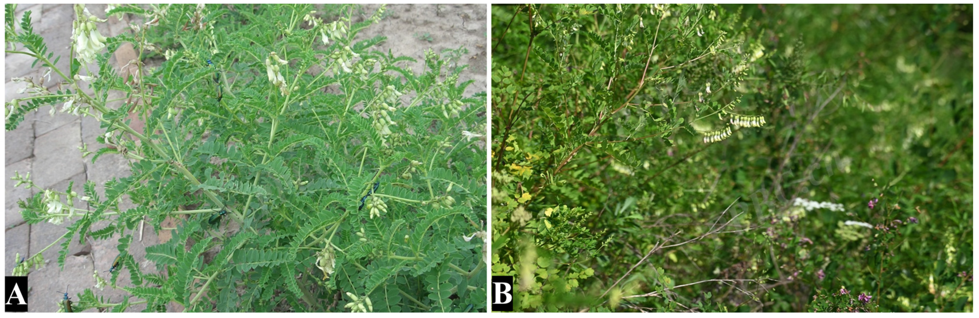 Pharmaceuticals 18 00413 g001