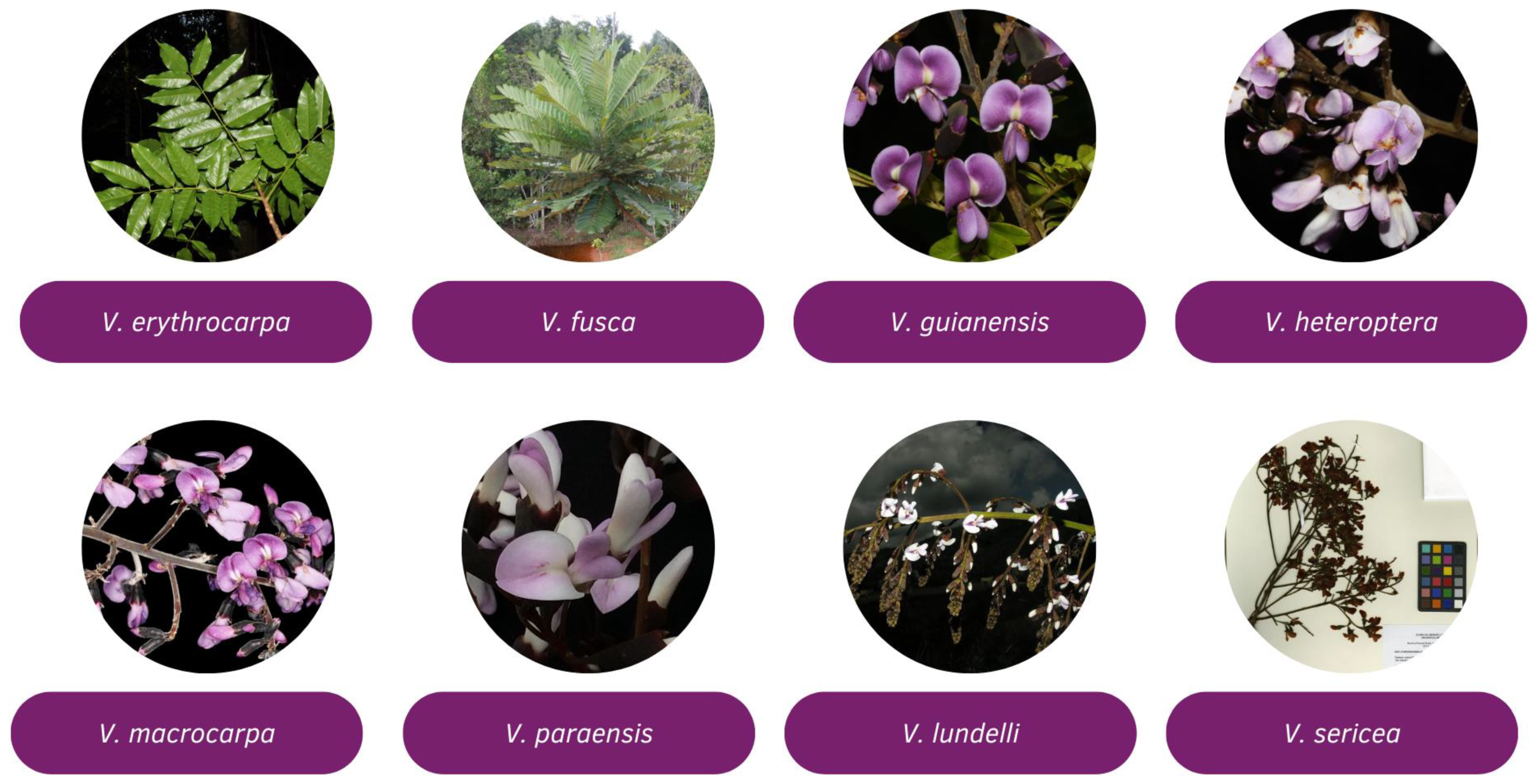 Pharmaceuticals 18 00422 g001