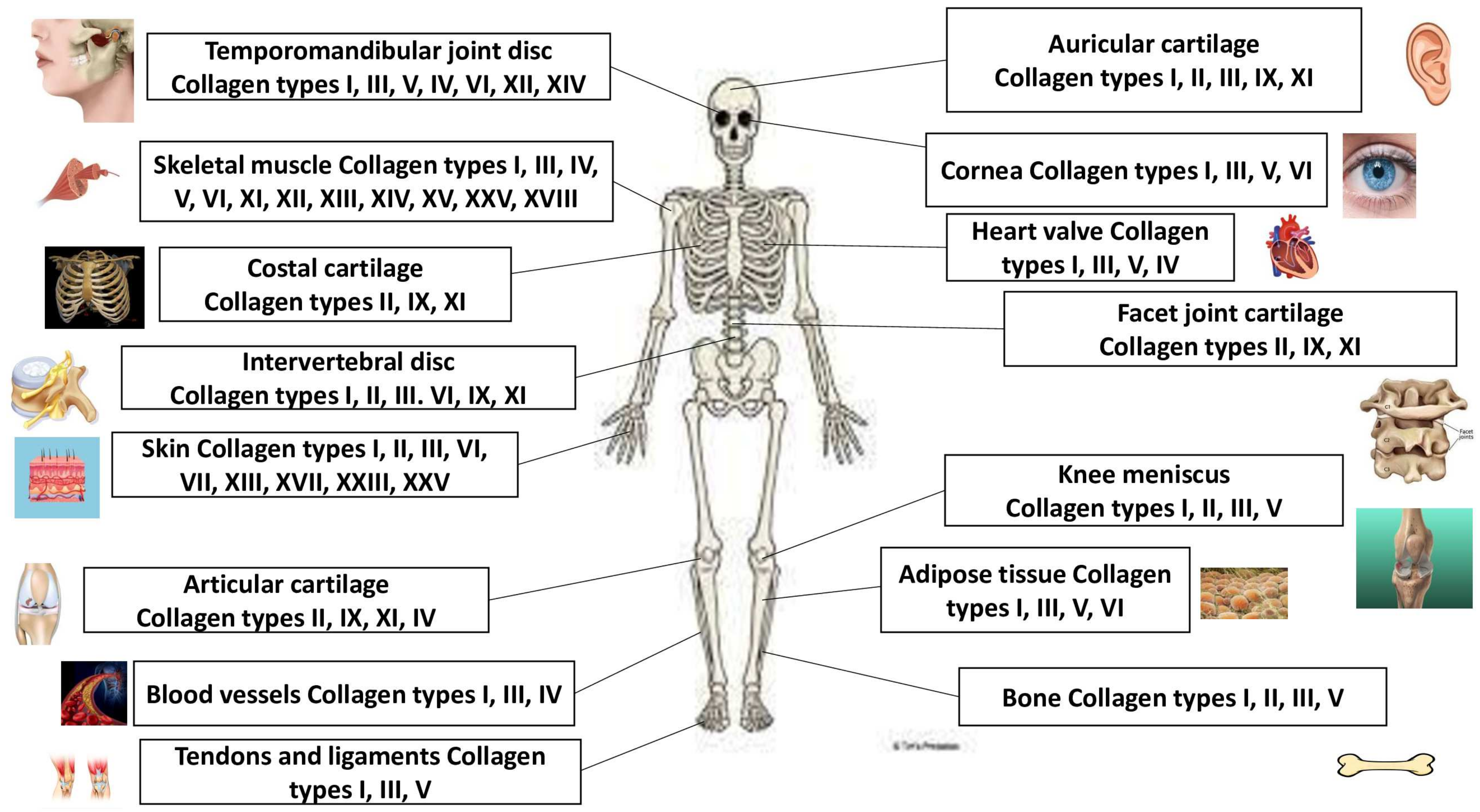 Advances in Molecular Function and Recombinant Expression of Human ...