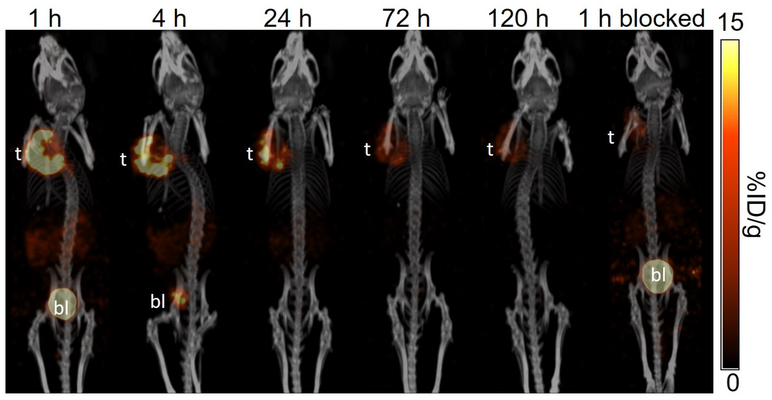 Pharmaceuticals 18 00449 g005
