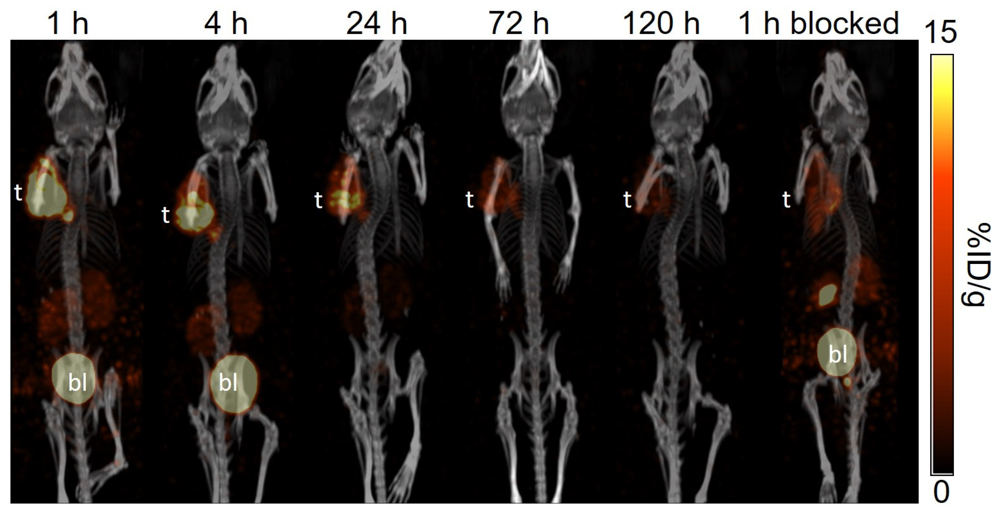 Pharmaceuticals 18 00449 g006