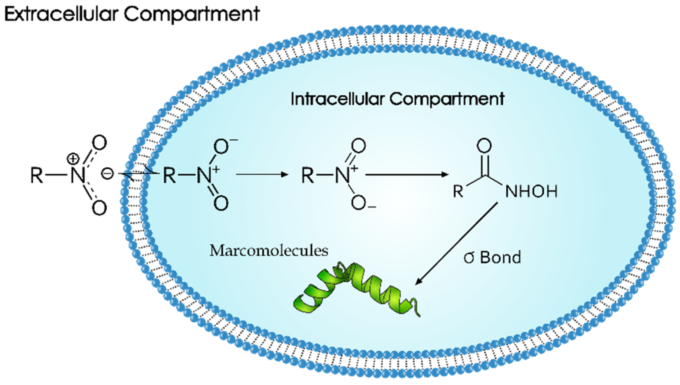Pharmaceuticals 18 00459 g004