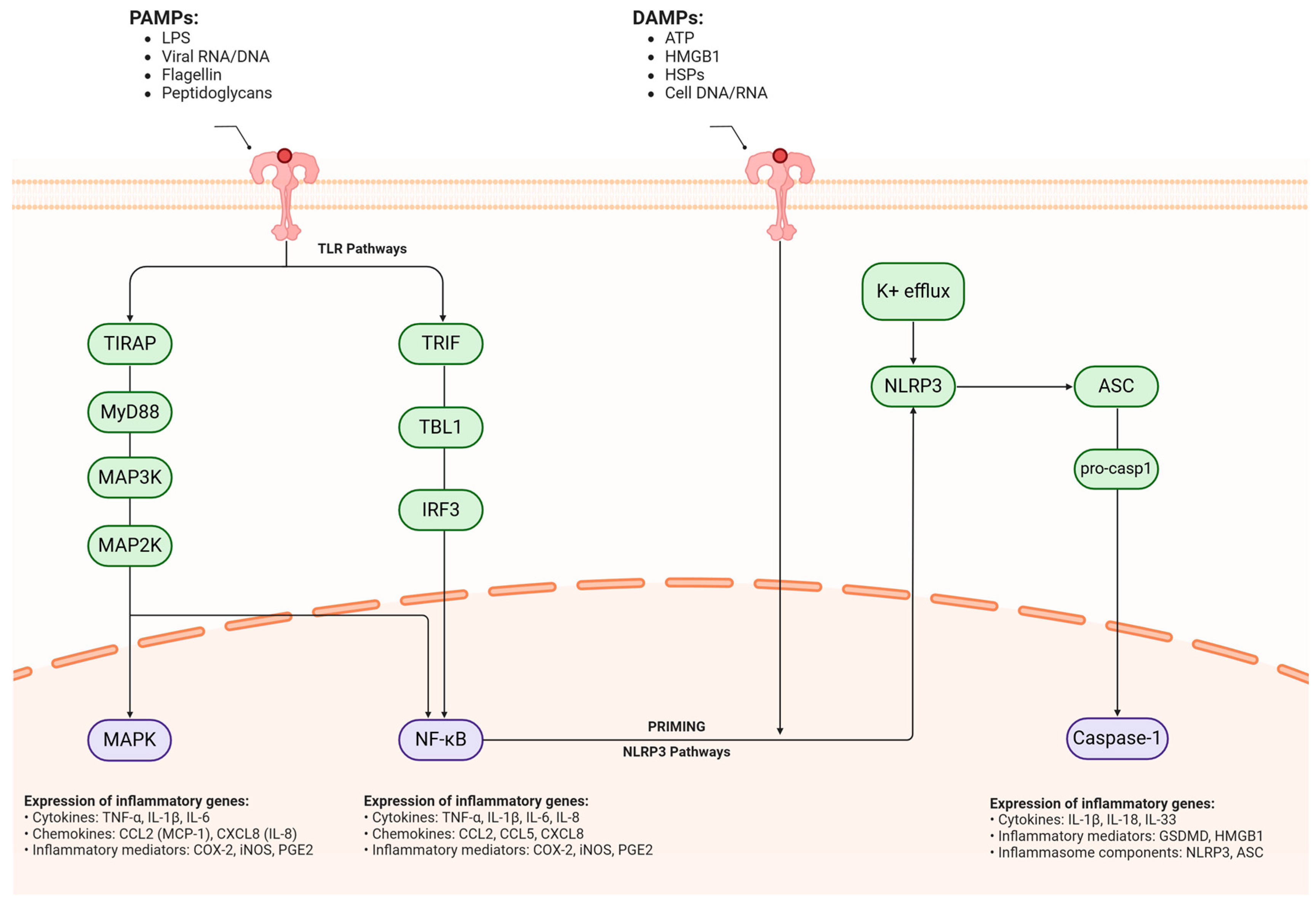 Pharmaceuticals 18 00486 g003