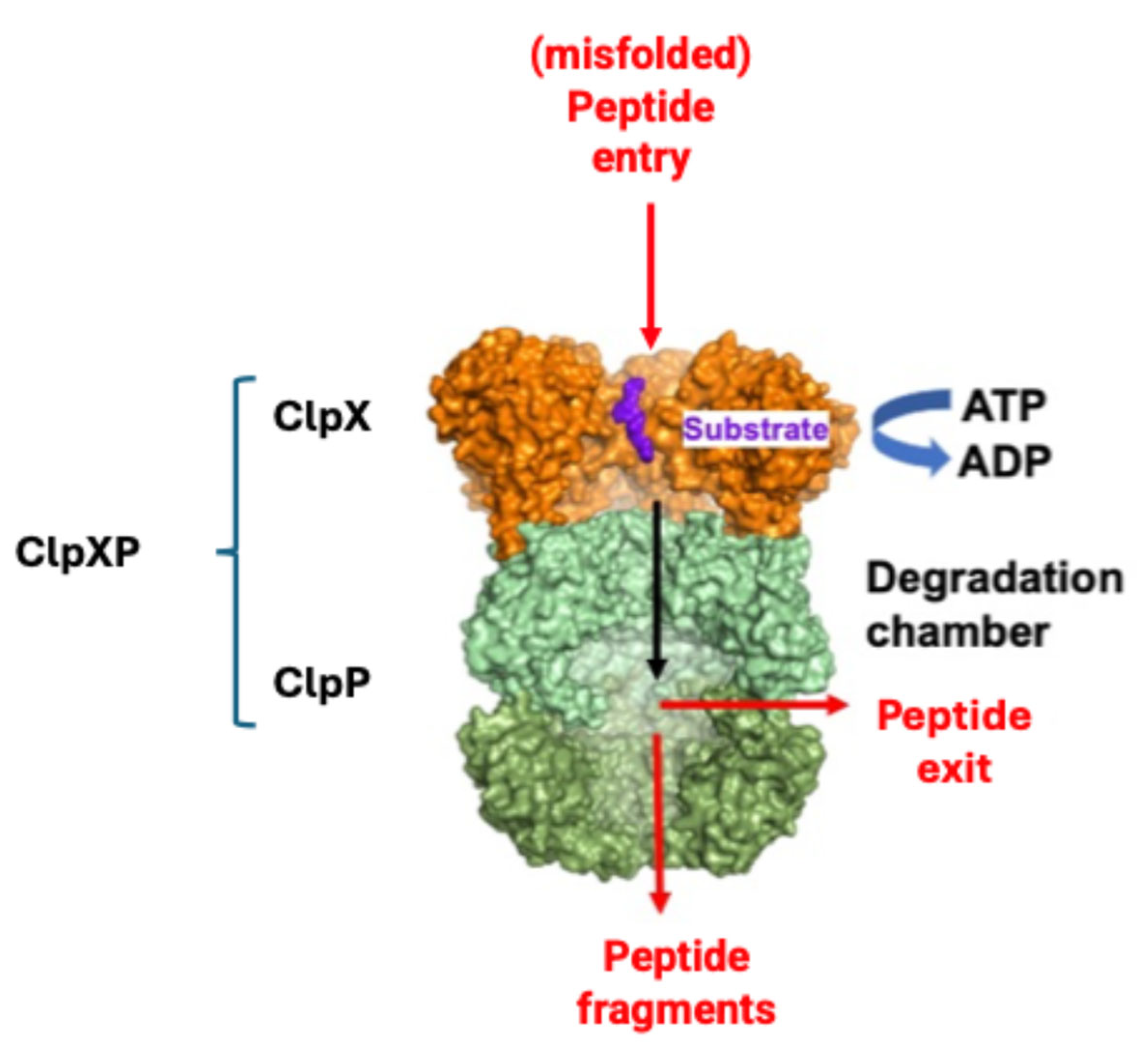 Pharmaceuticals 18 00525 g004