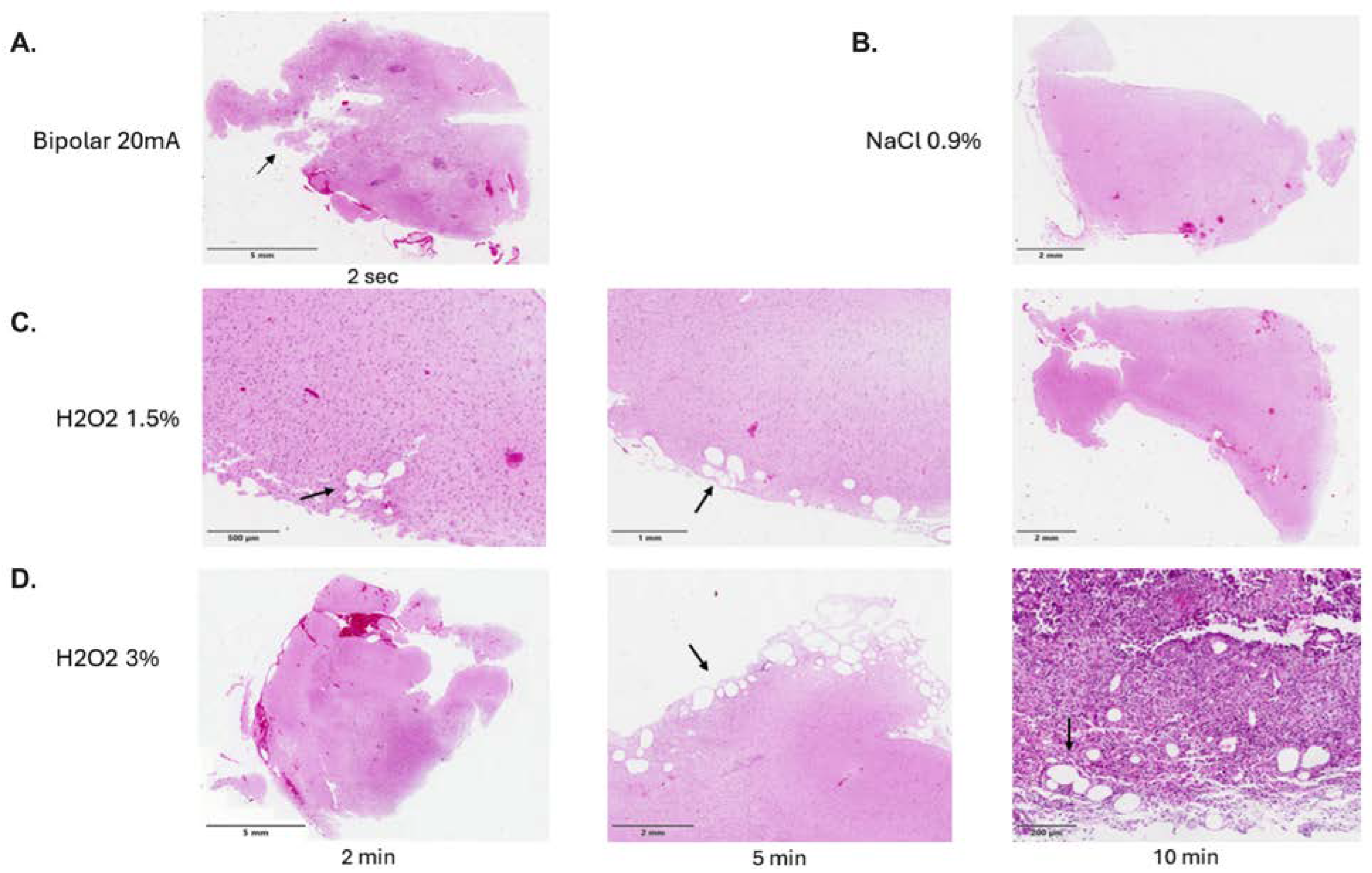 Pharmaceuticals 18 00533 g002