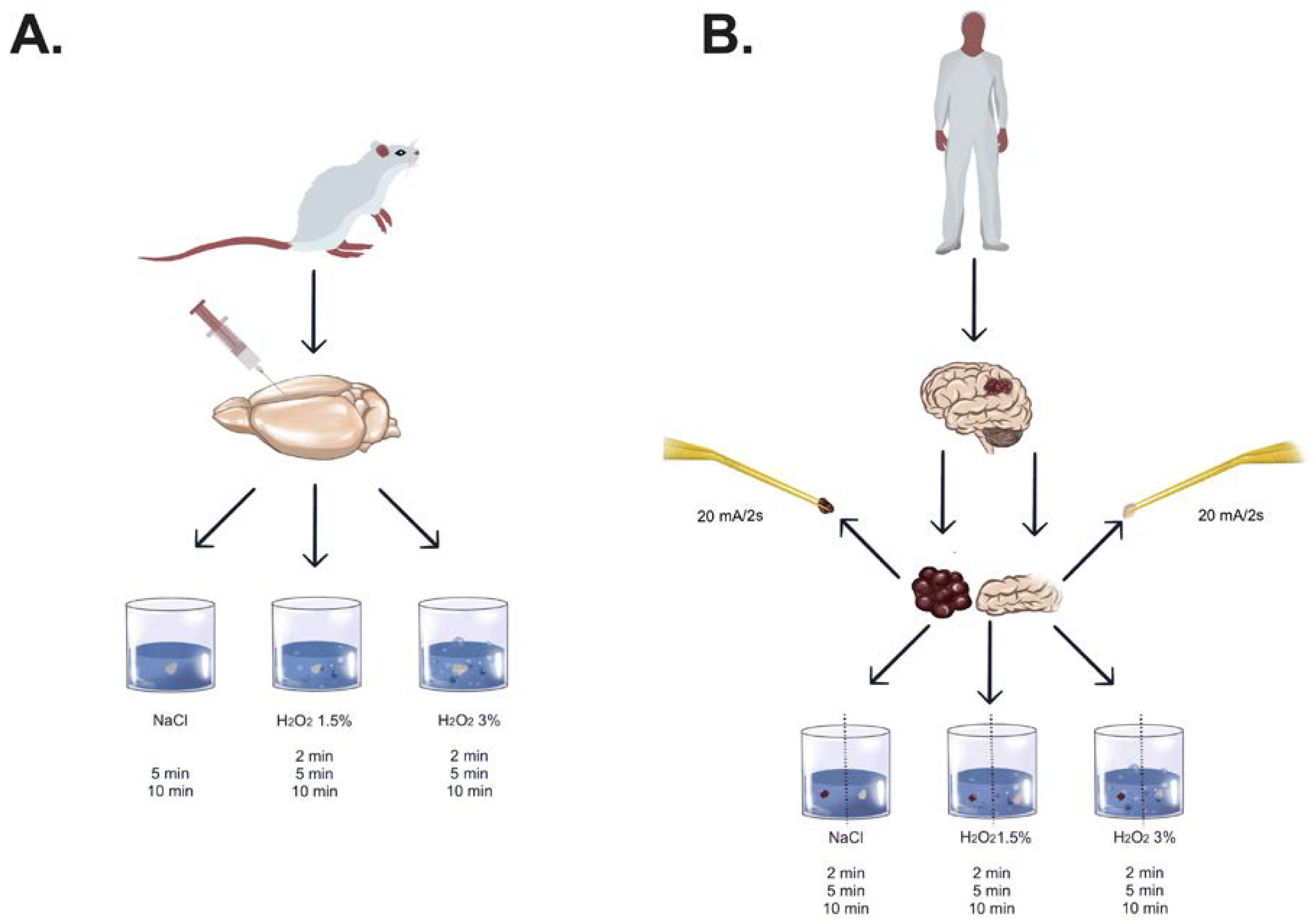 Pharmaceuticals 18 00533 g005