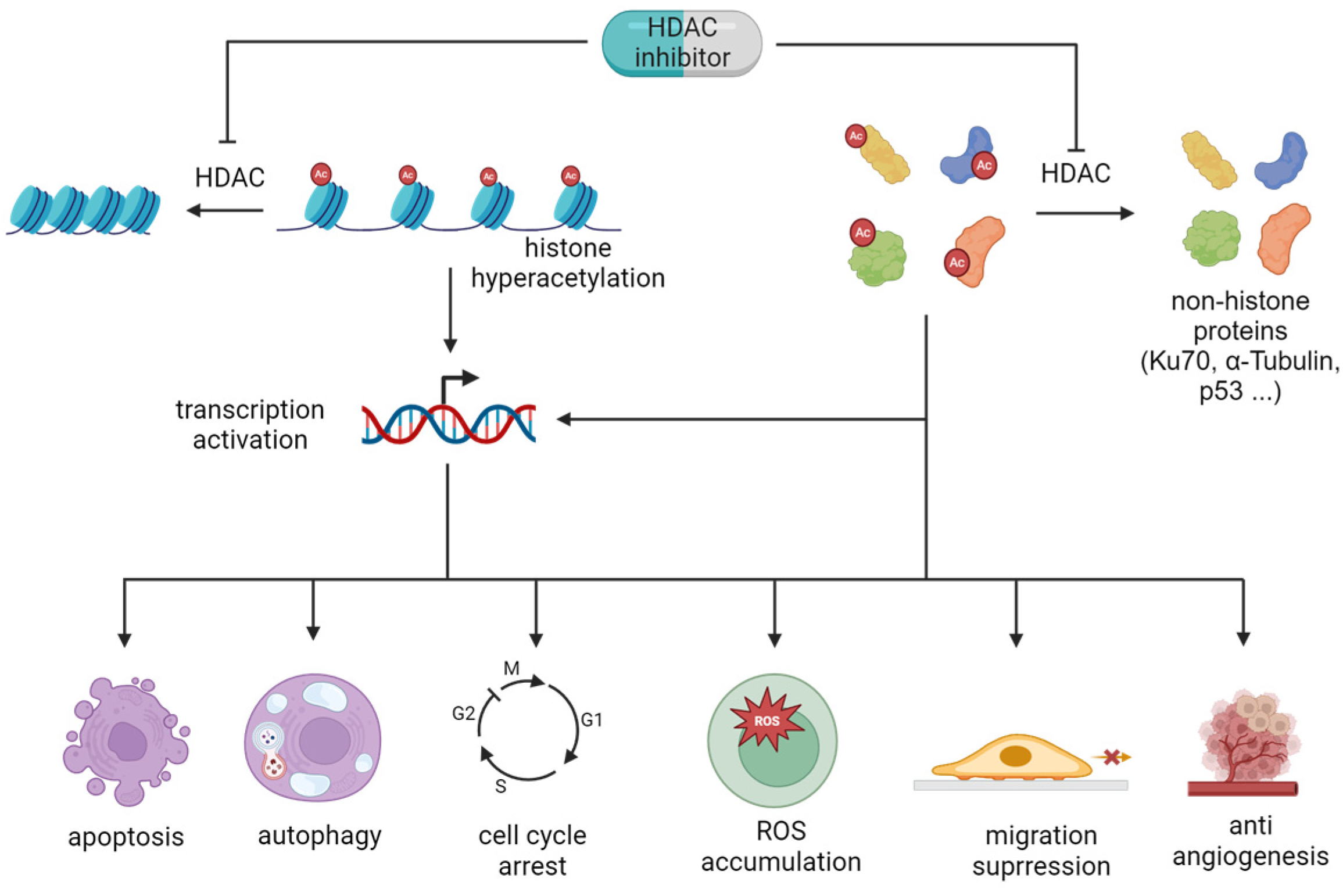 Pharmaceuticals 18 00563 g003