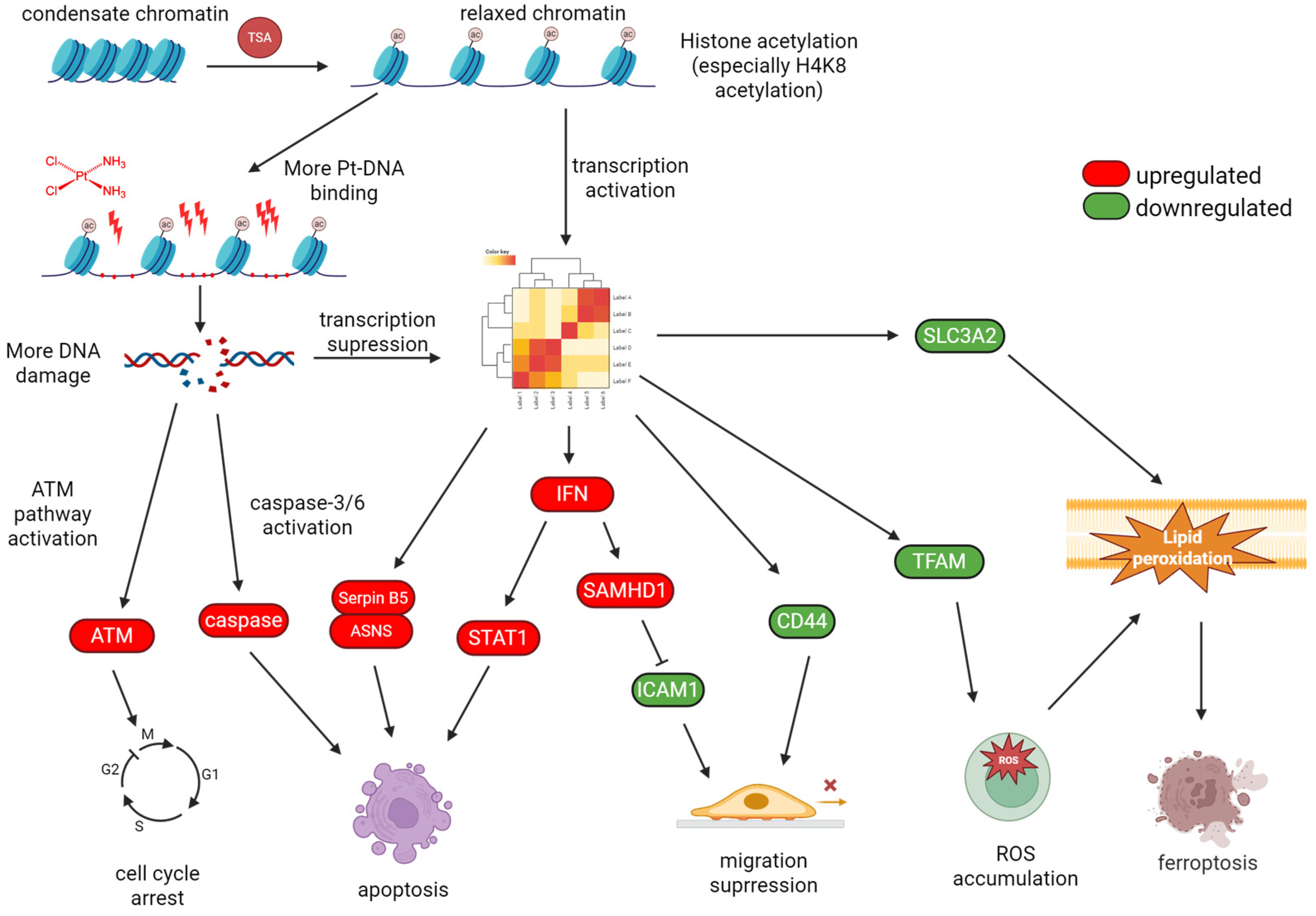Pharmaceuticals 18 00563 g005