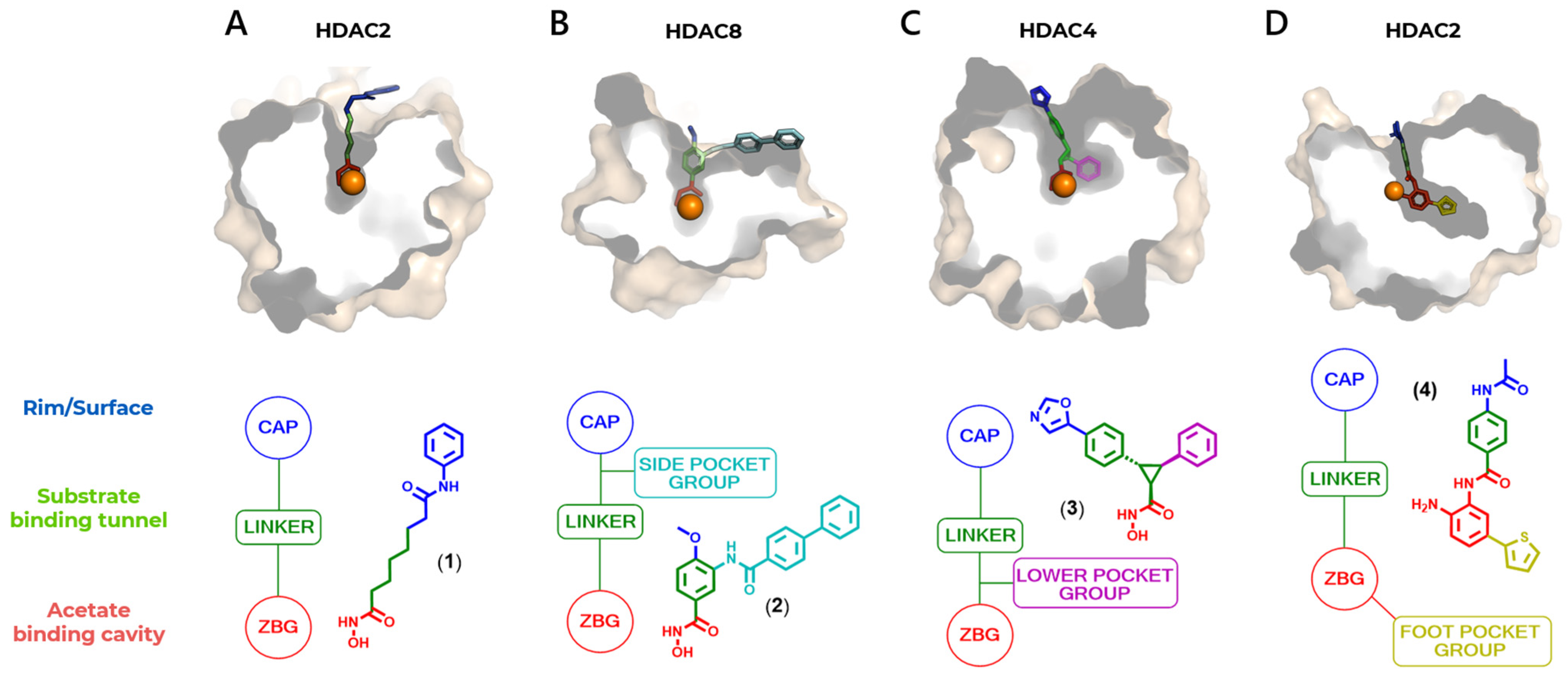 Pharmaceuticals 18 00577 g005