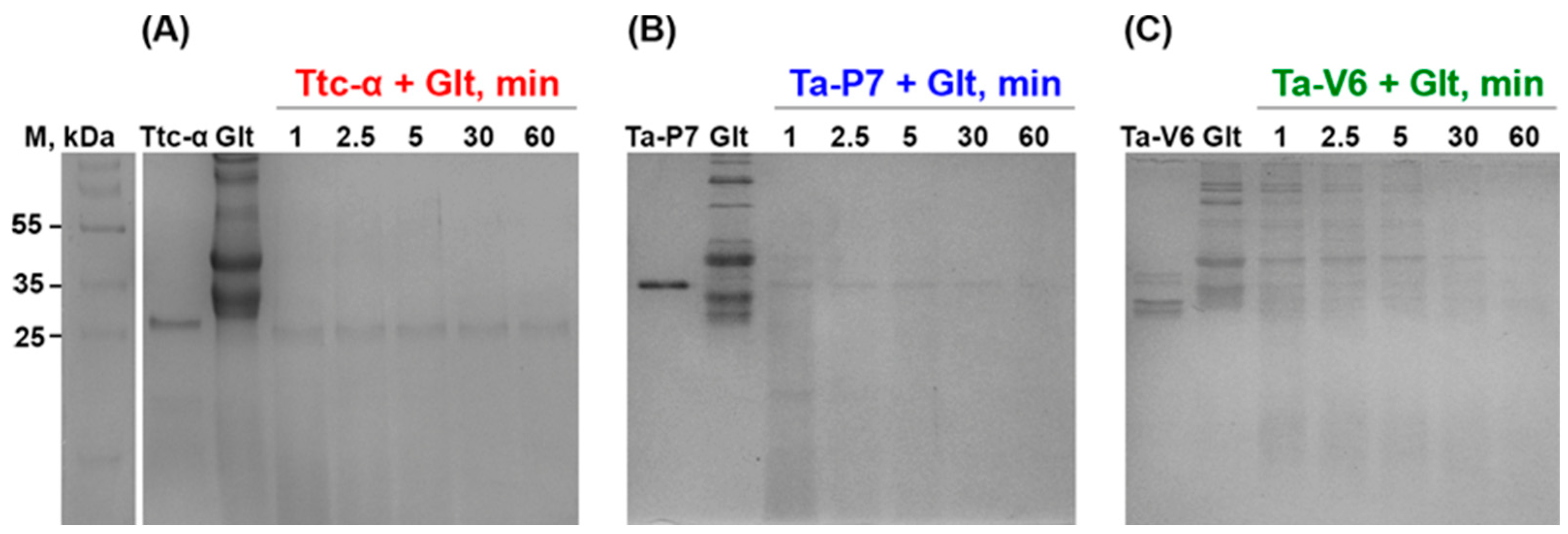 Pharmaceuticals 18 00592 g004