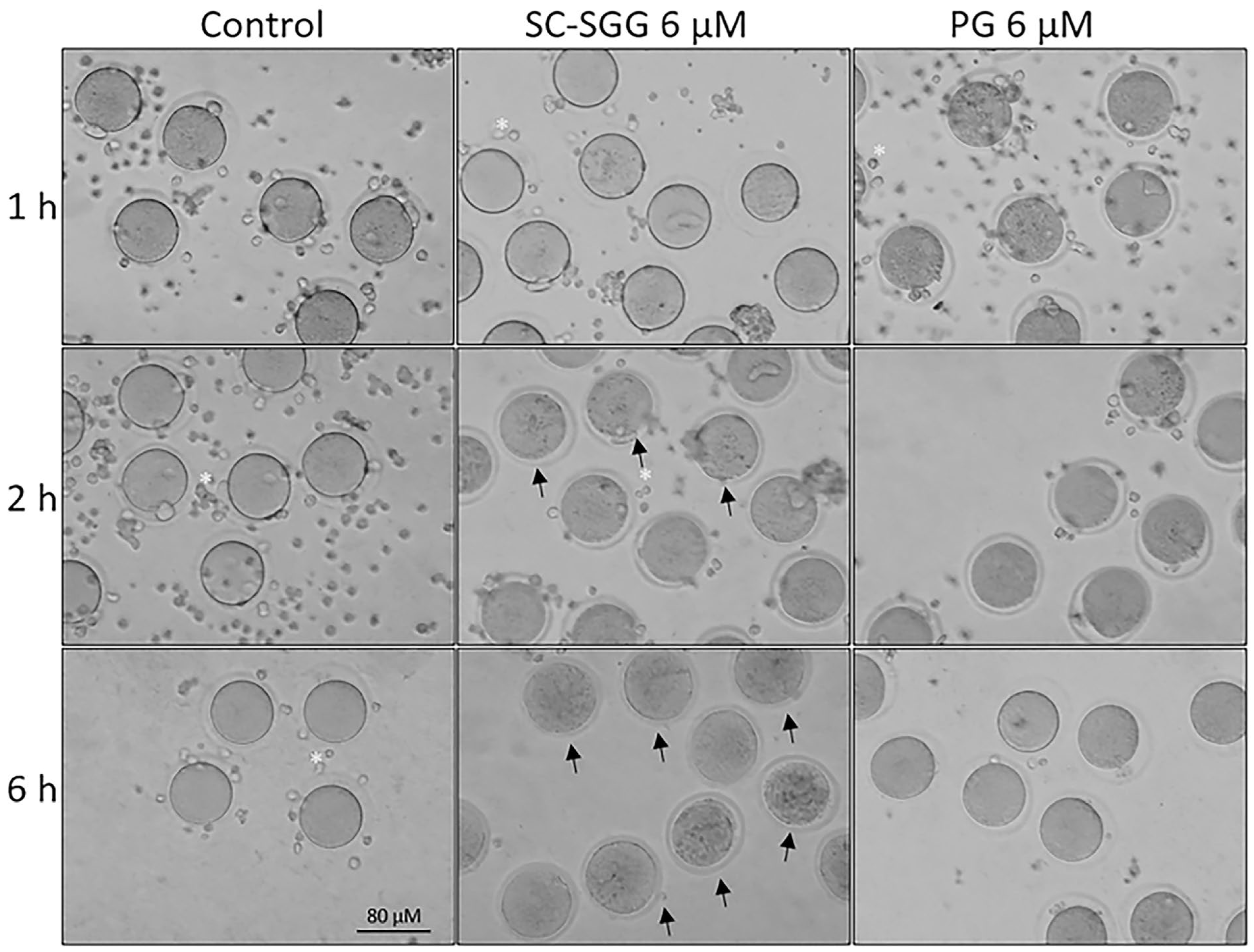 Pharmaceuticals 18 00611 g007