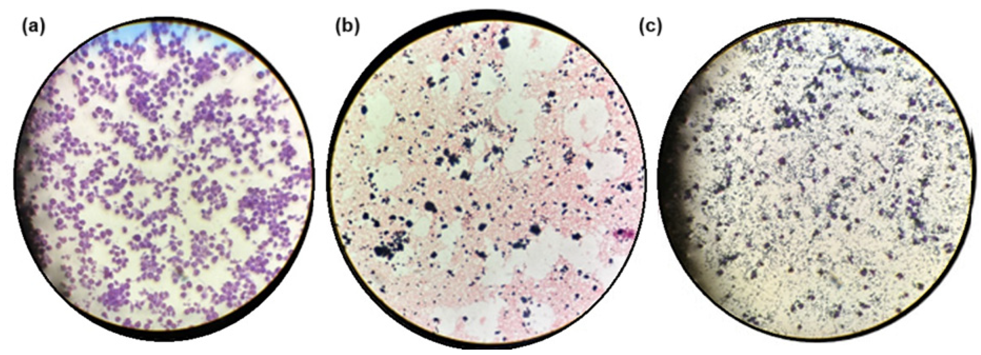 Pharmaceuticals 18 00616 g008