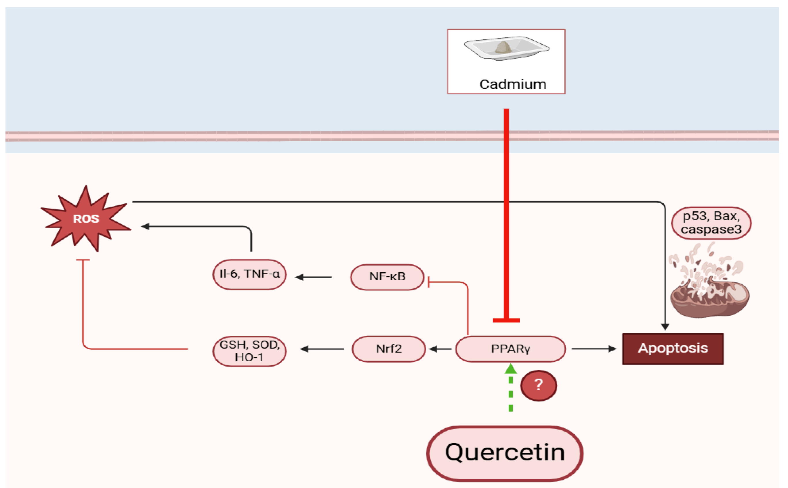 Pharmaceuticals 18 00657 g005