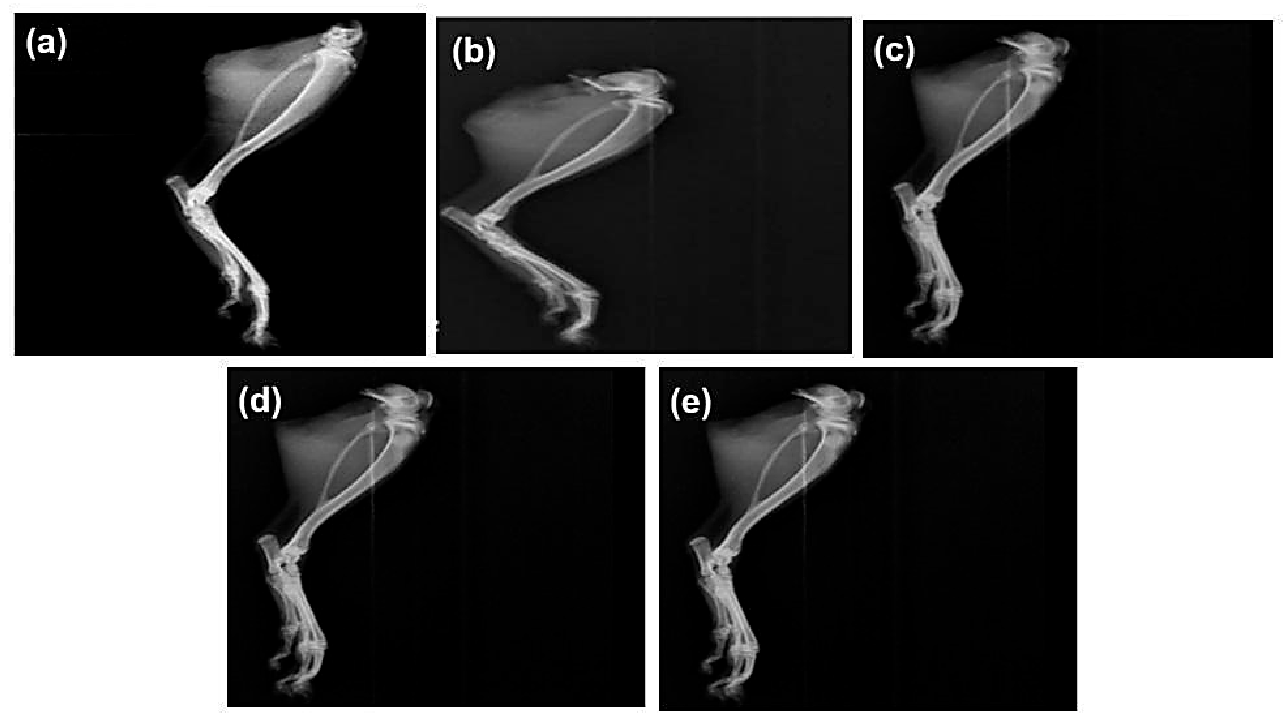 Pharmaceuticals 18 00762 g005
