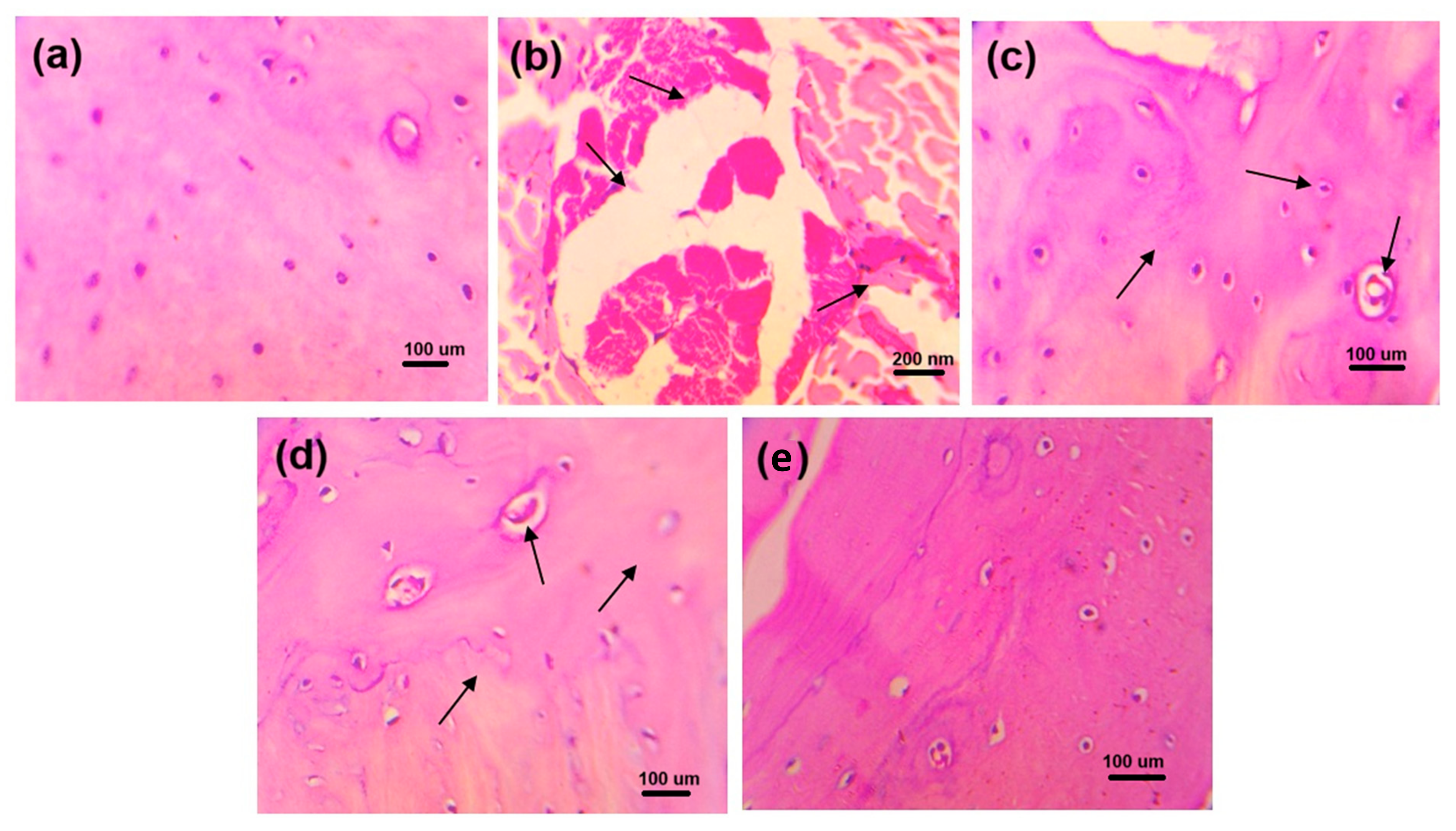 Pharmaceuticals 18 00762 g006