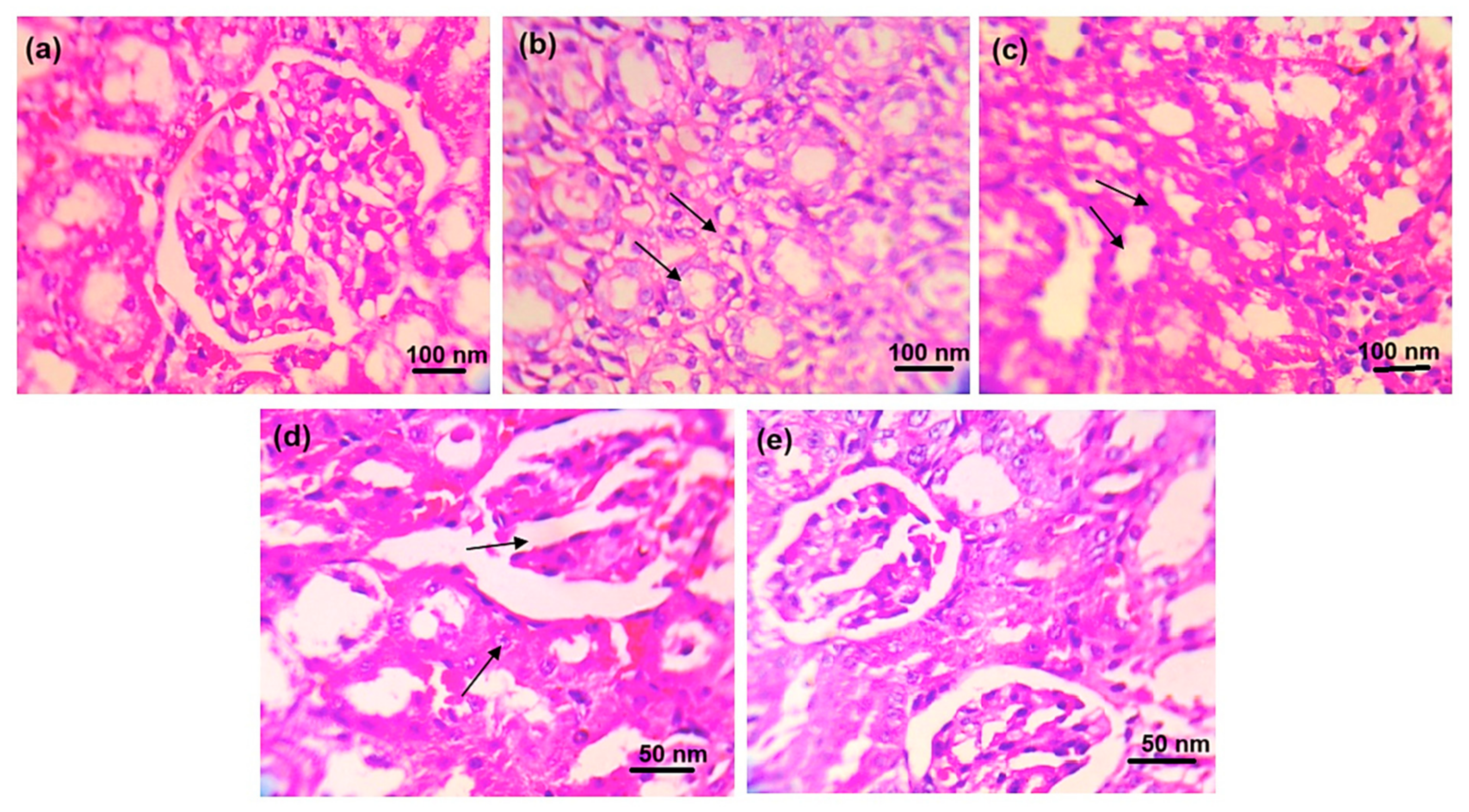 Pharmaceuticals 18 00762 g007