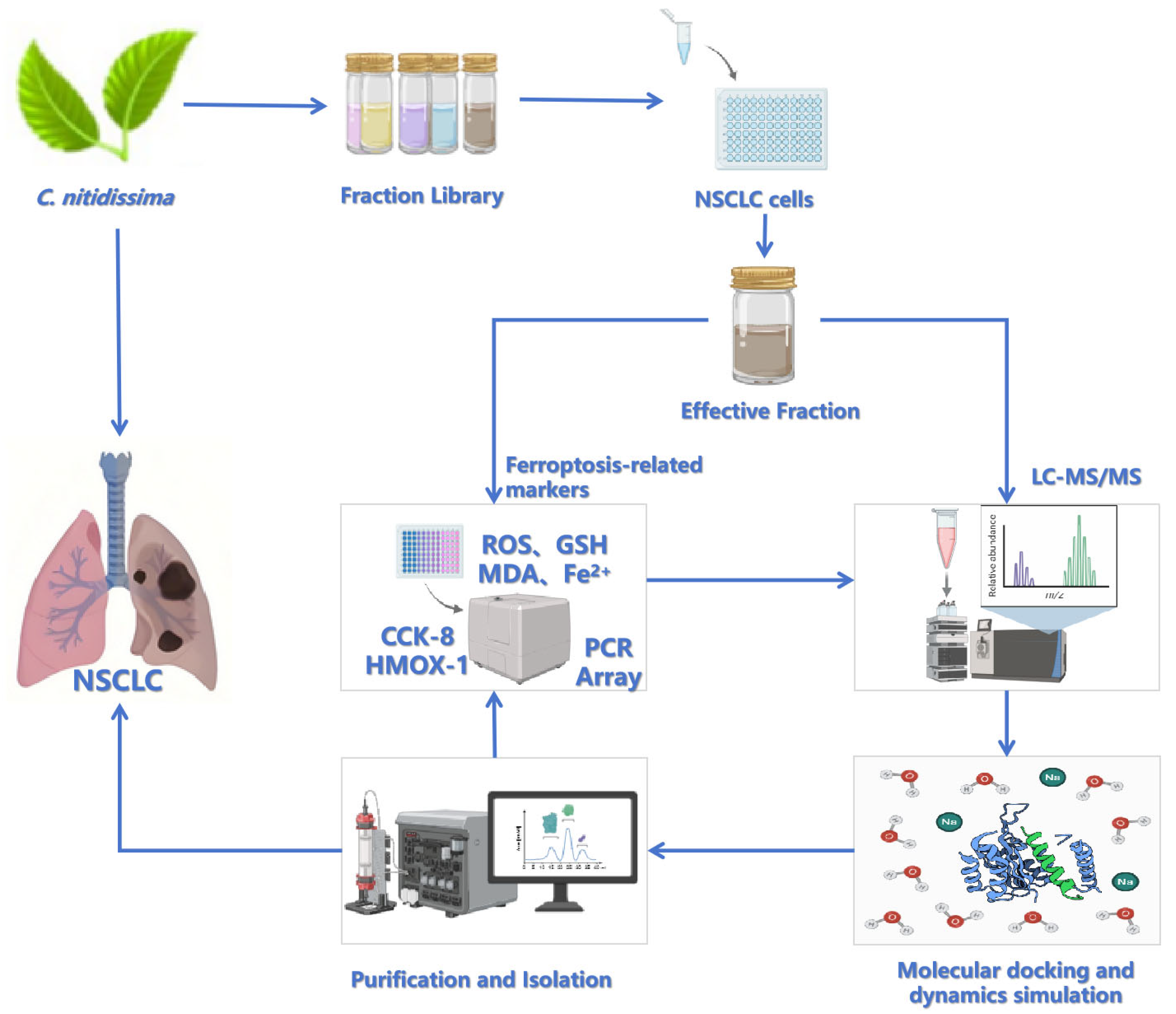 Pharmaceuticals 18 00824 g001