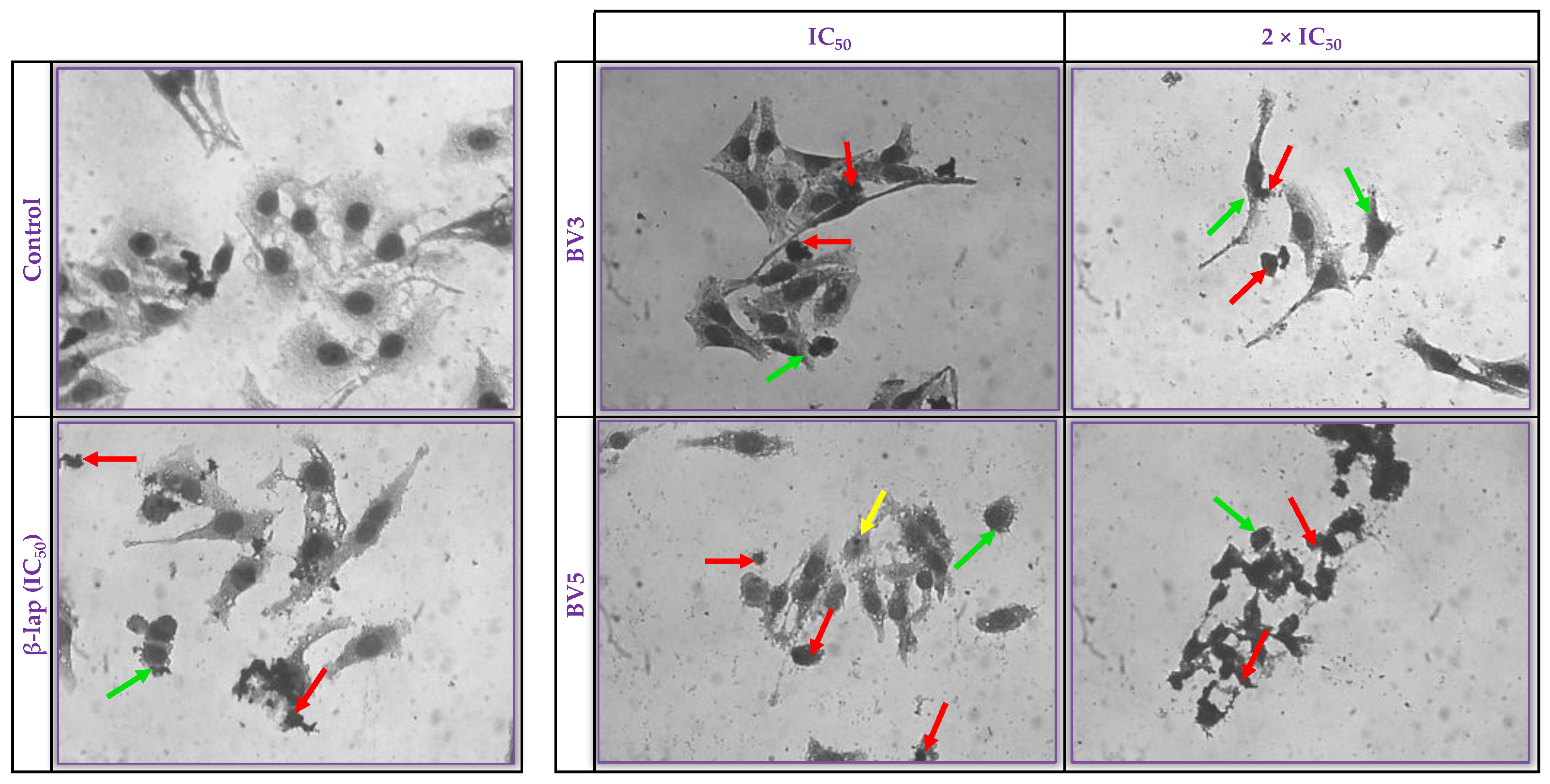 Pharmaceuticals 18 00837 g003