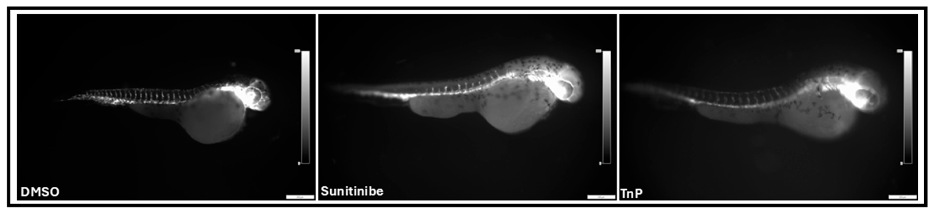 Pharmaceuticals 18 00840 g006