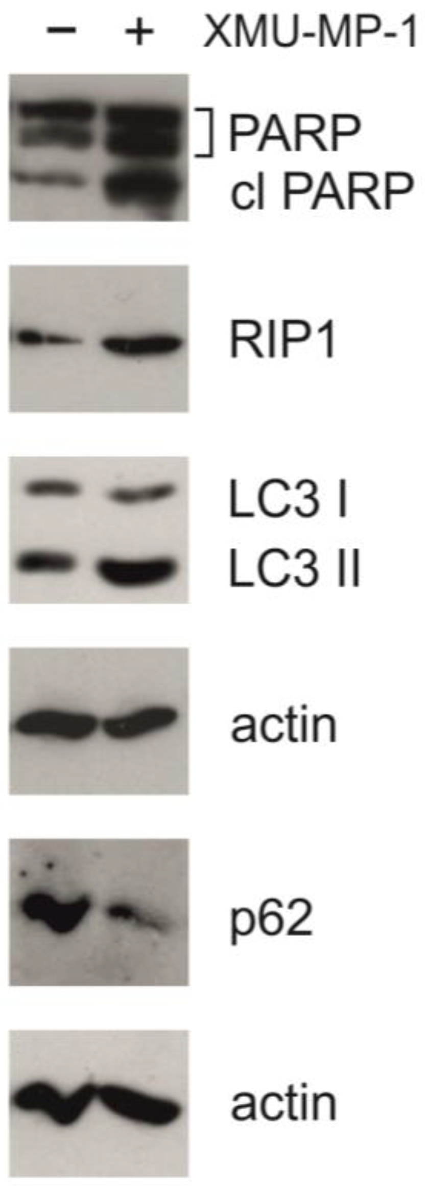 Pharmaceuticals 18 00874 g006