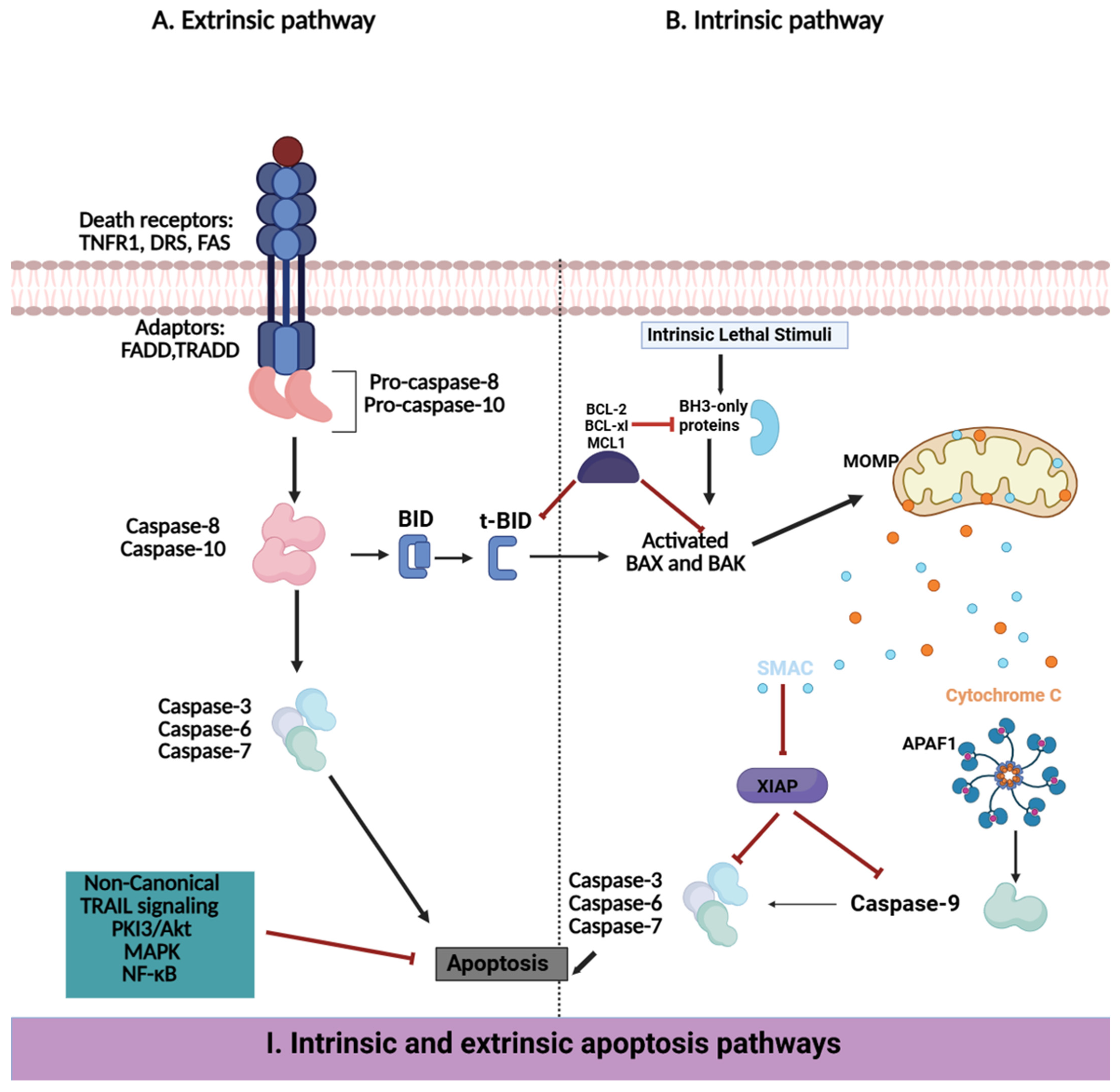 Pharmaceuticals 18 00895 g004a