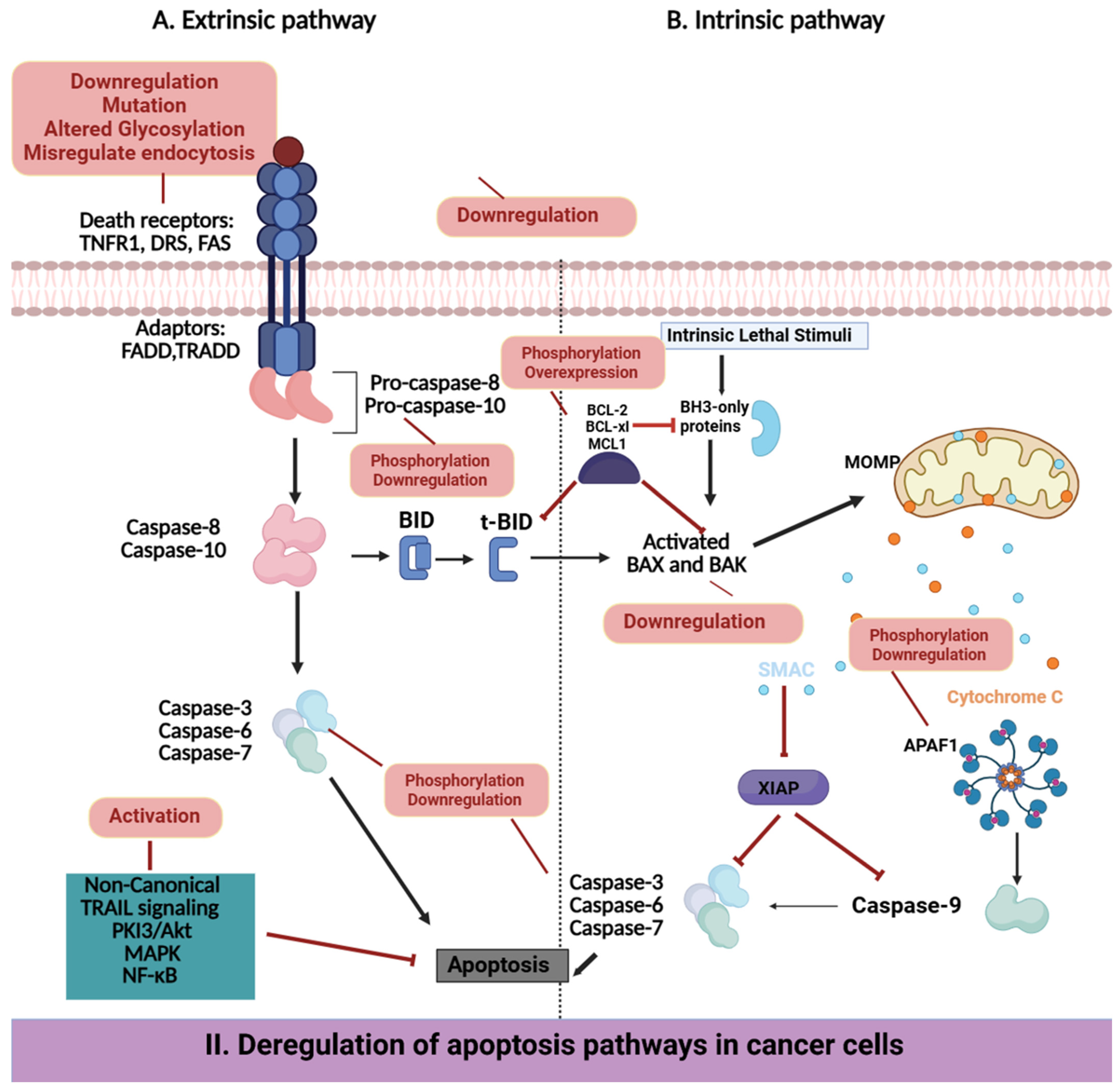 Pharmaceuticals 18 00895 g004b