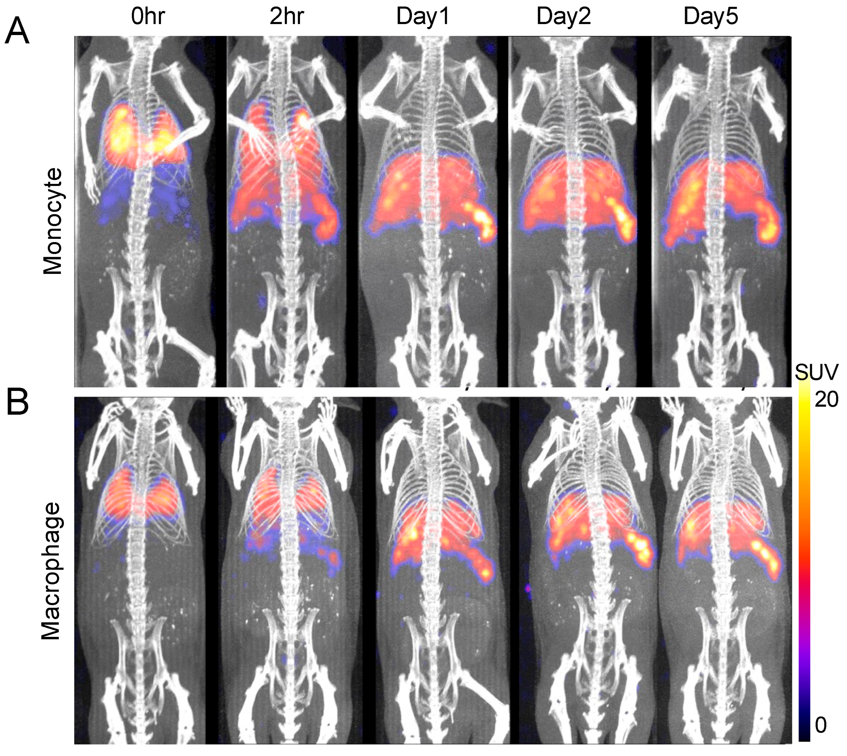 Pharmaceuticals 18 00897 g003
