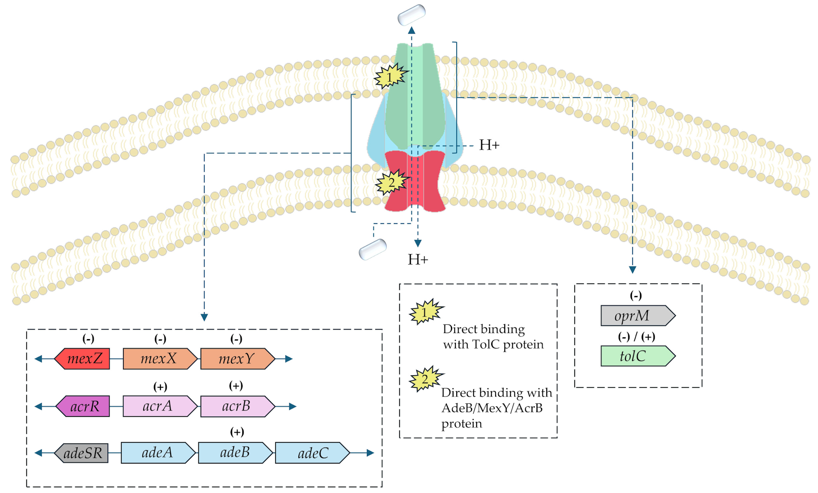 Pharmaceuticals 18 00947 g002