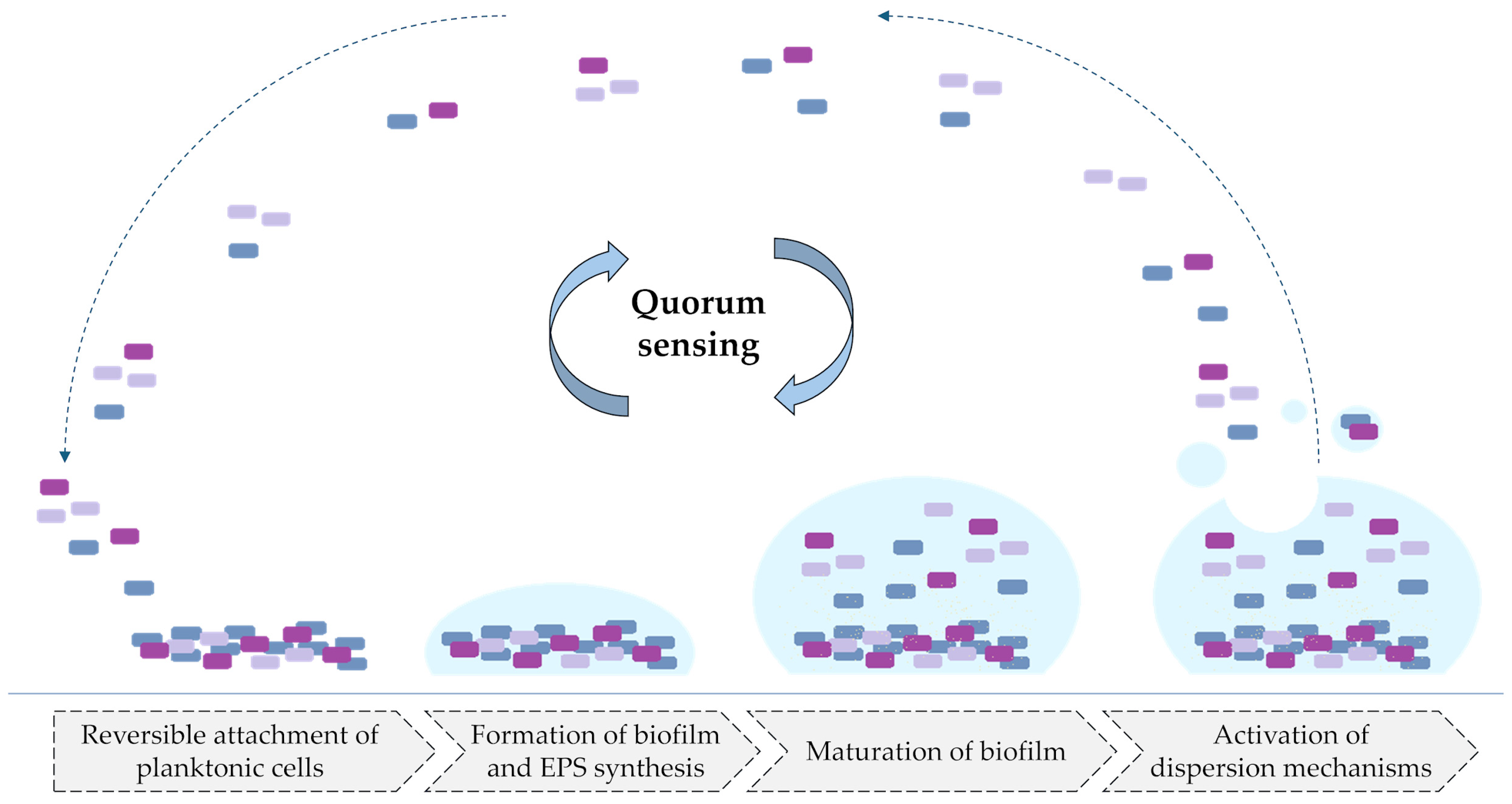 Pharmaceuticals 18 00947 g003