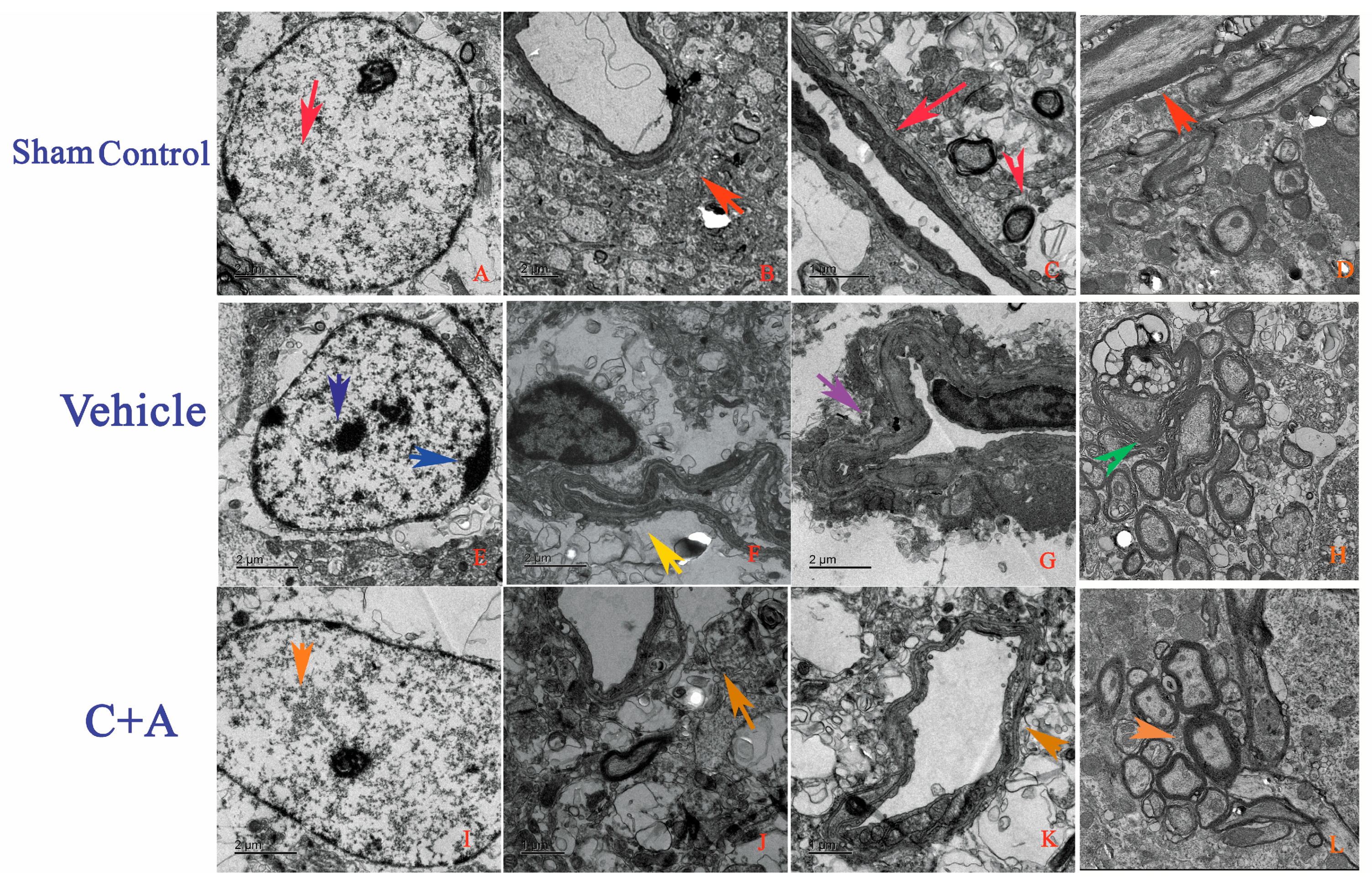 Pharmaceuticals 18 00985 g007